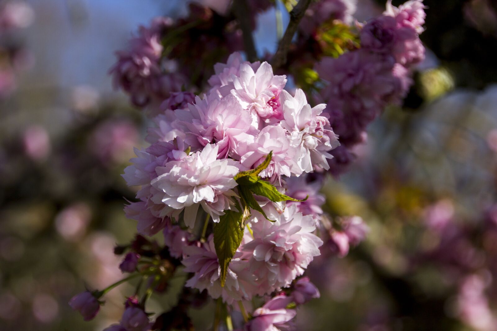 Canon EOS 60D sample photo. Cherry tree, flowers, cherry photography