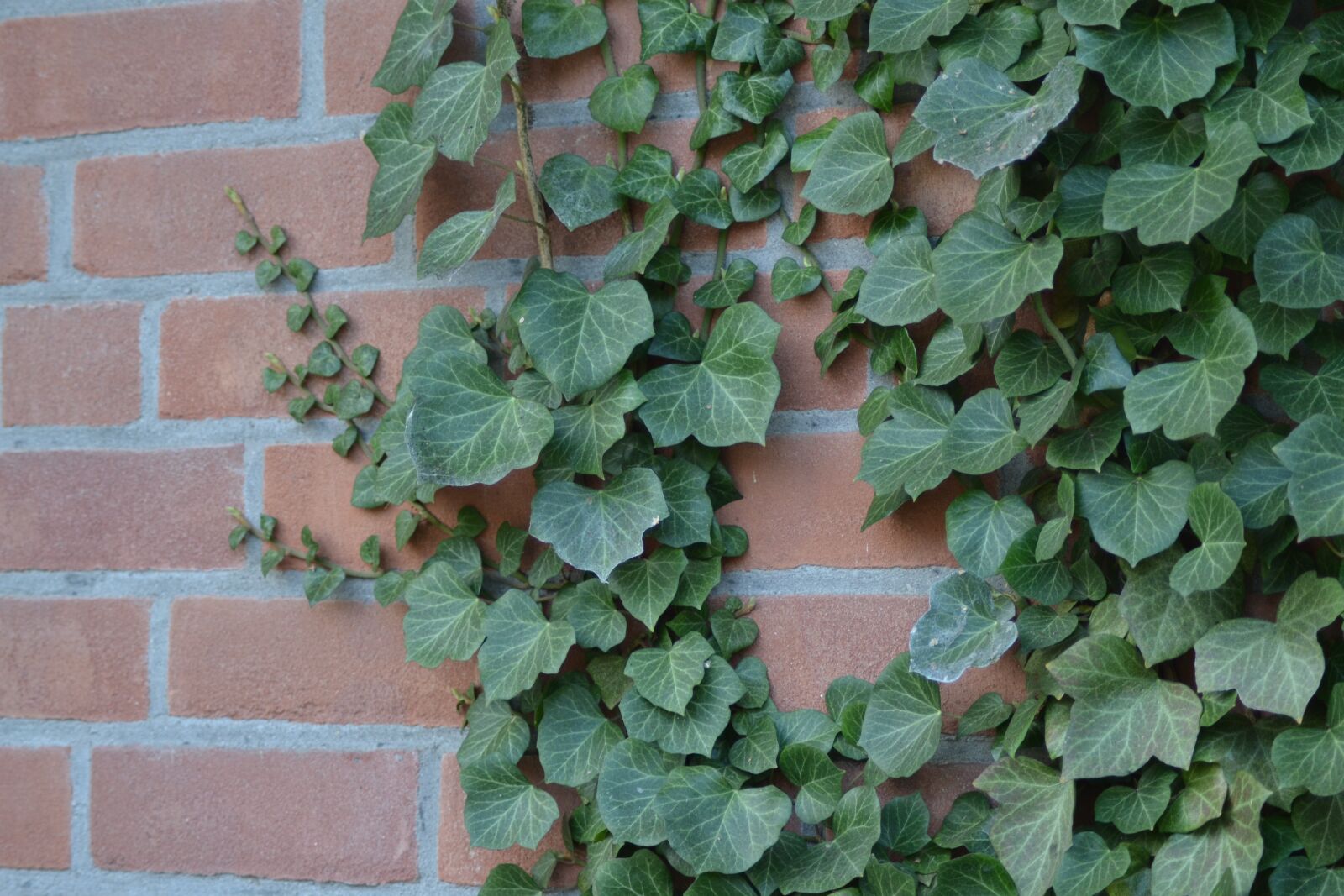 Nikon D3100 sample photo. Ivy, wall, climber plant photography
