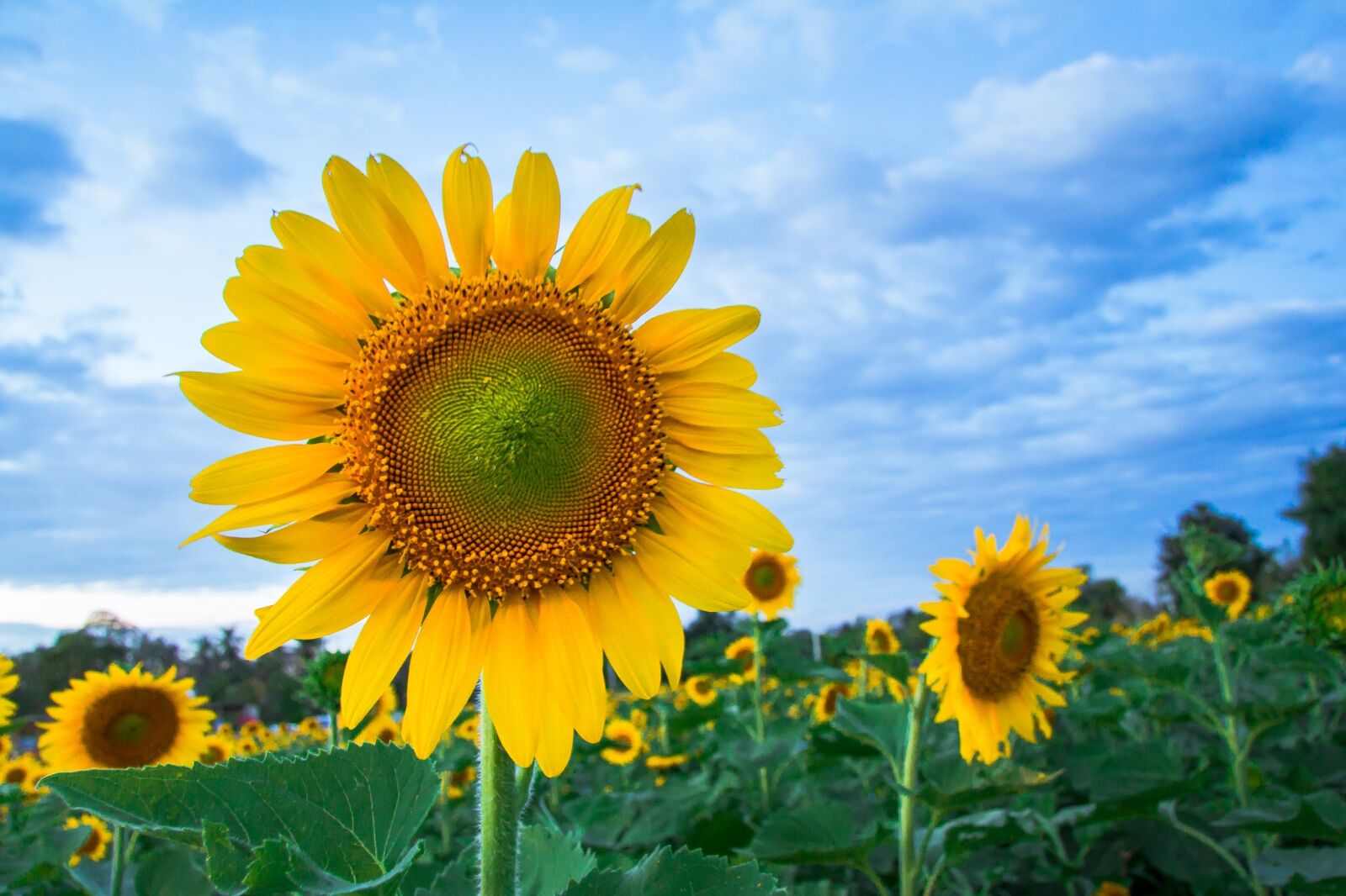 Canon EF-S 17-85mm F4-5.6 IS USM sample photo. Flora, sunflower, flower photography