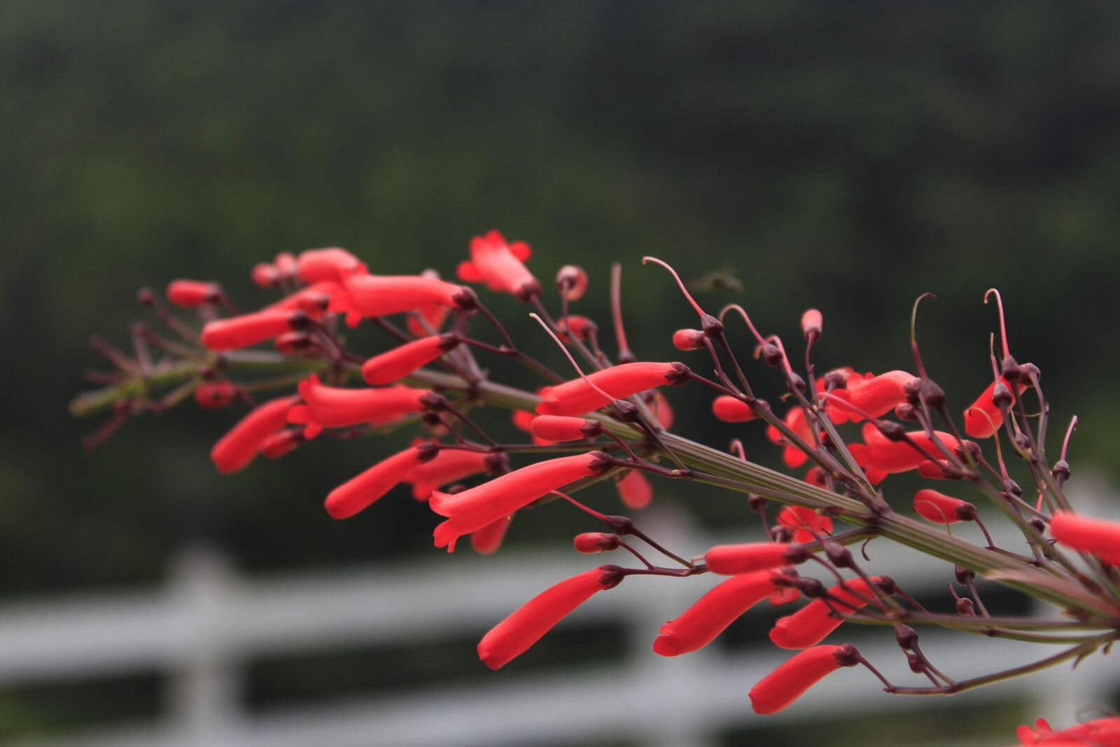 Canon EOS 1200D (EOS Rebel T5 / EOS Kiss X70 / EOS Hi) sample photo. Flower, flower of the photography