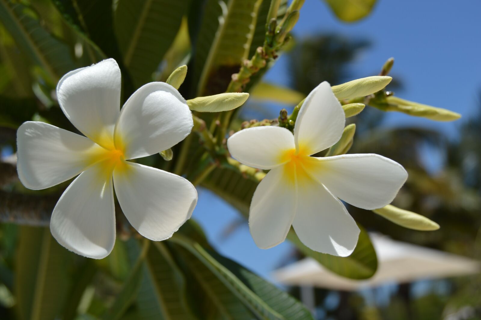 Nikon D3200 sample photo. Summer, blossom, bloom photography