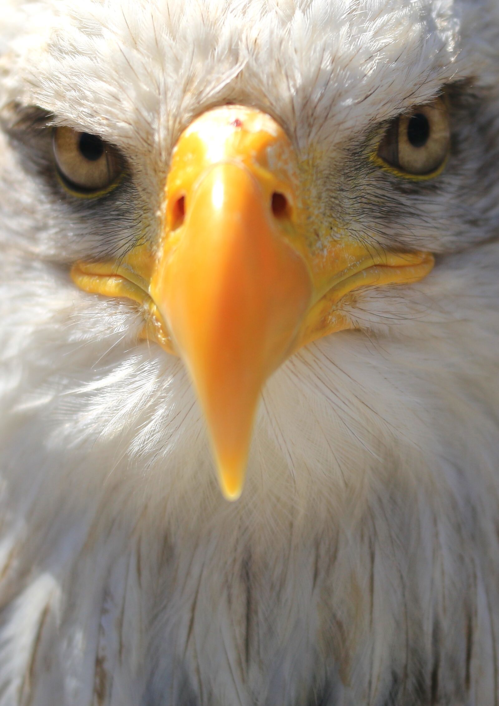 Canon EOS 70D sample photo. Face, adler, white tailed photography
