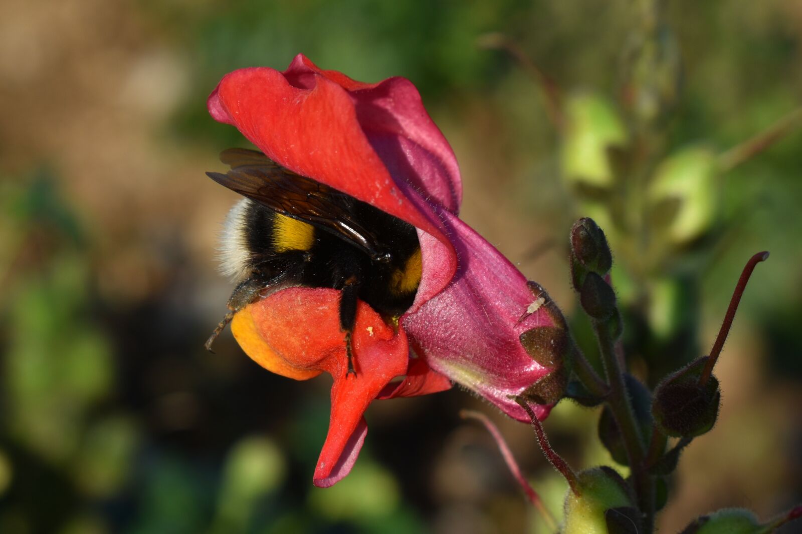 Nikon D3500 sample photo. Snapdragon, flower, garden photography