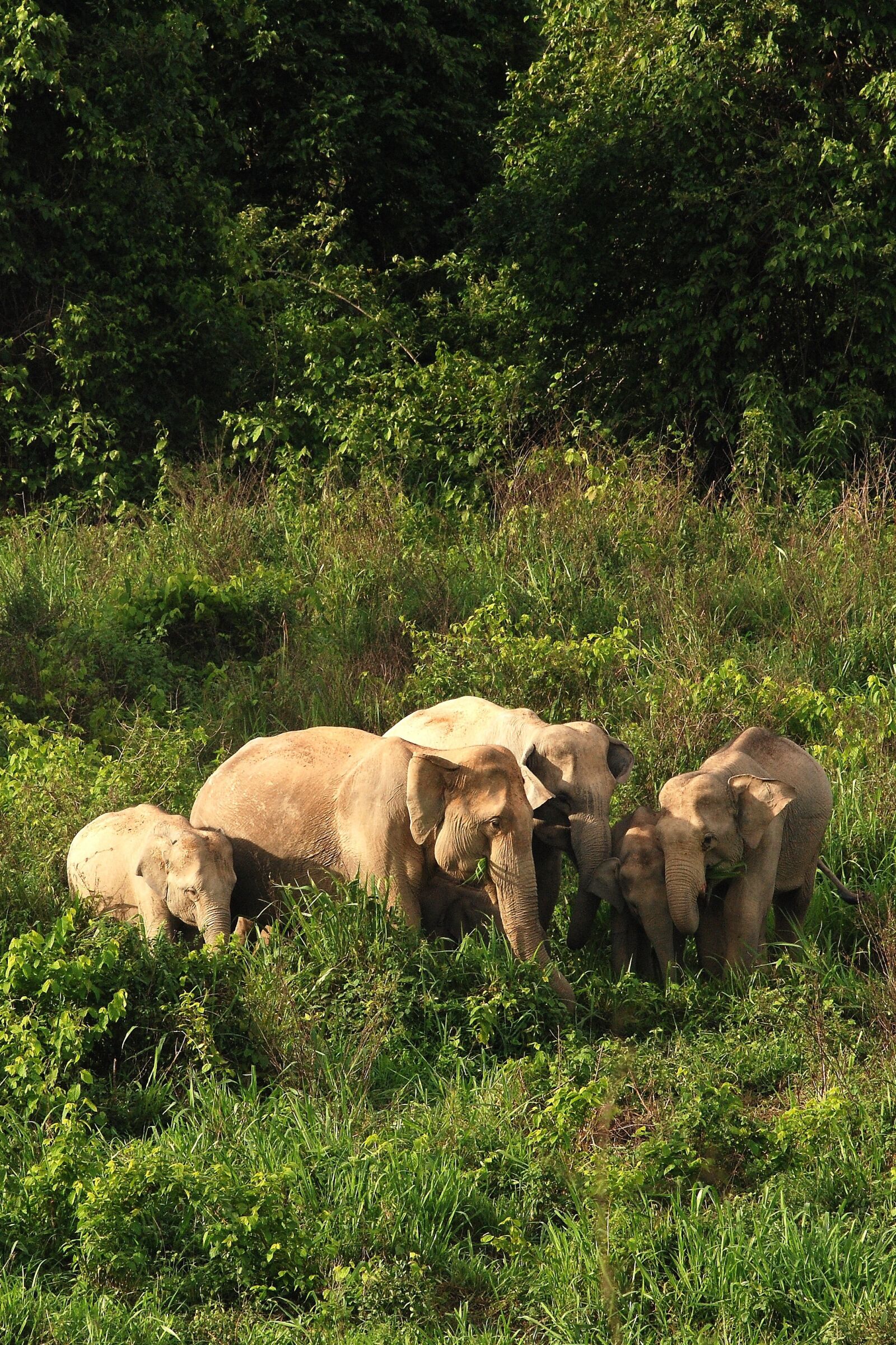 Nikon D80 sample photo. Wild elephant, elephant, asia photography