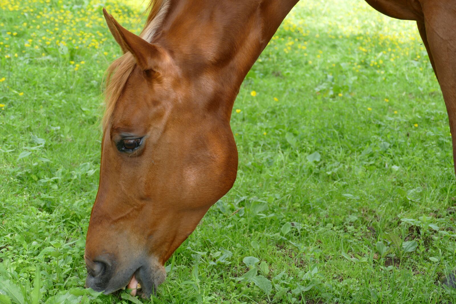 Panasonic Lumix DMC-FZ1000 sample photo. Horse, mammal, ungulate photography
