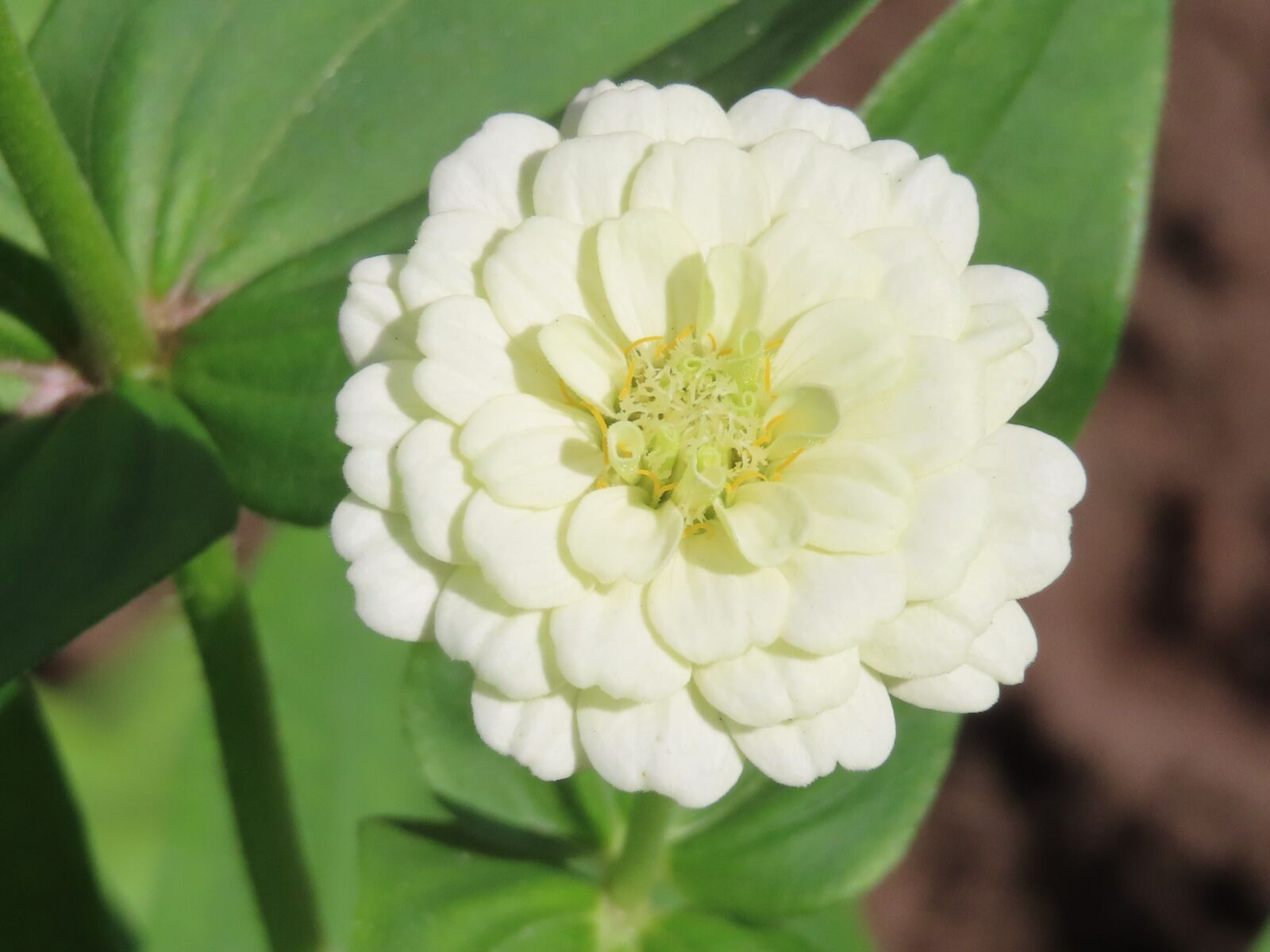 Canon PowerShot SX740 HS sample photo. White, flower, zinnia photography