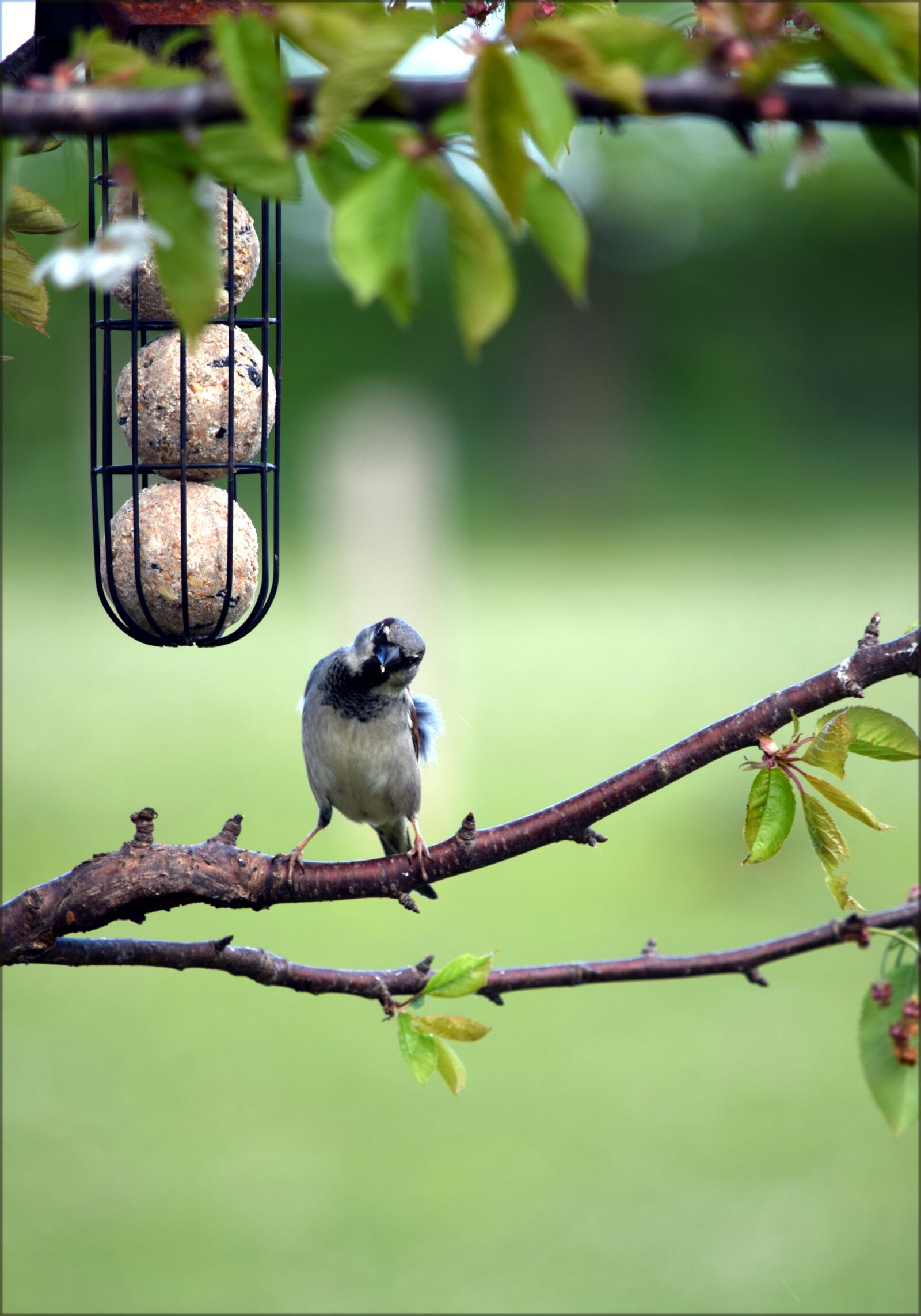 Nikon D5300 sample photo. Sparrow, sperling, bird photography