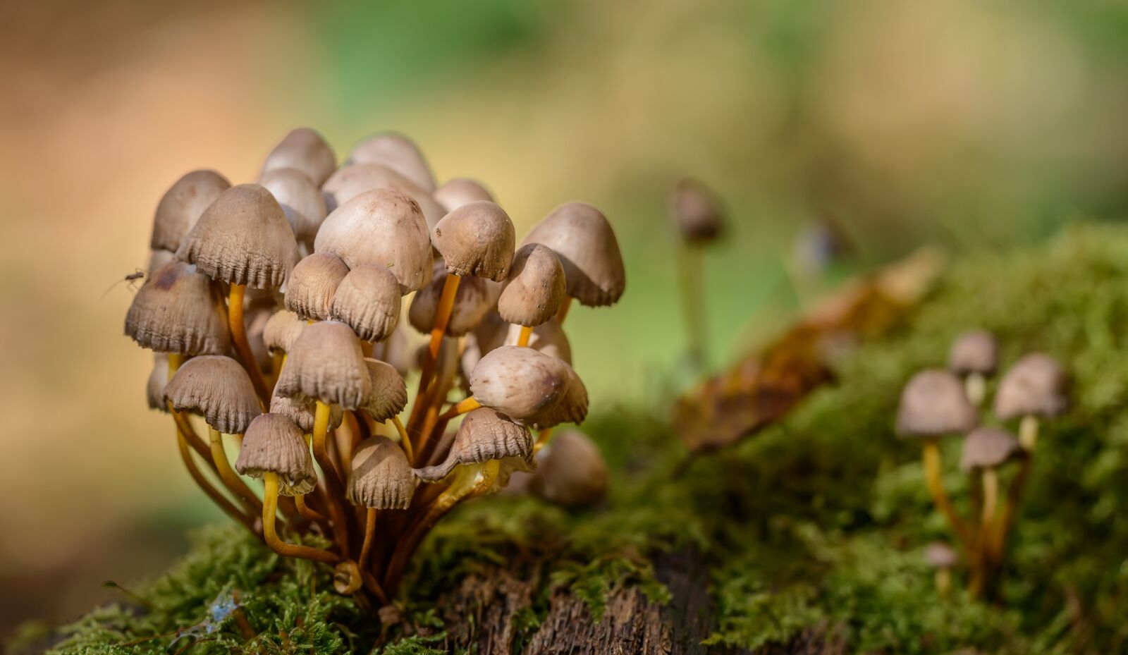 Nikon D800 sample photo. Mushrooms, forest, moss photography