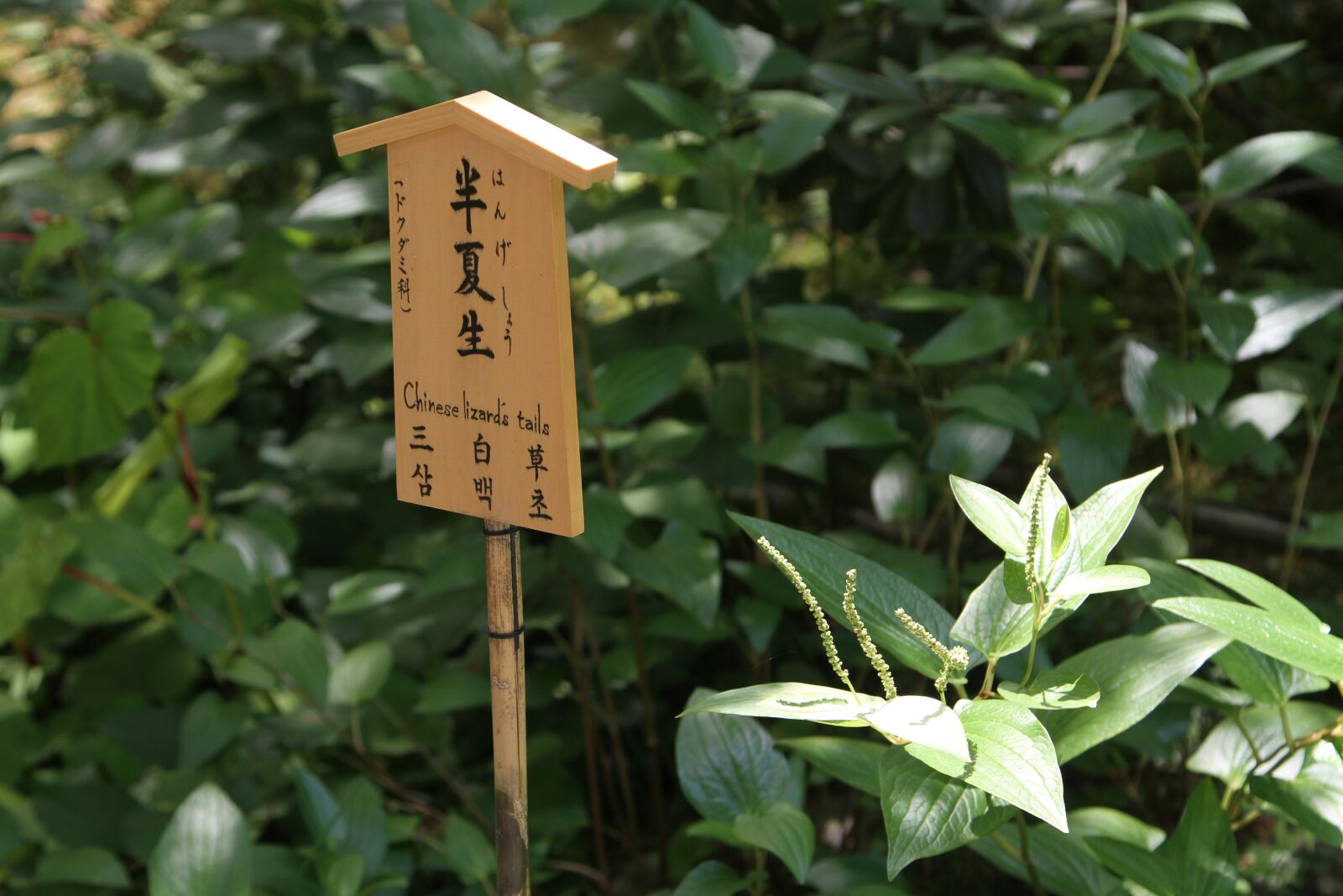 Canon EOS 7D sample photo. Flower, japan, tianlongsi photography