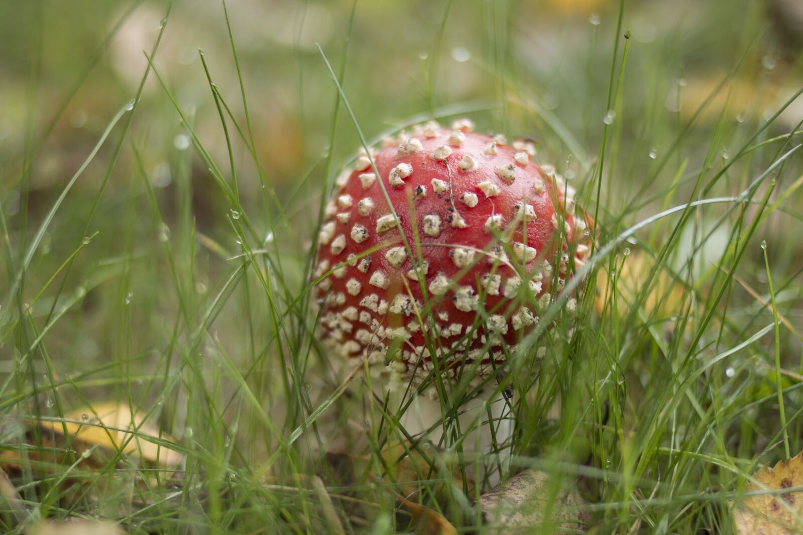 Canon EOS 70D sample photo. Mushroom, autumn, red photography