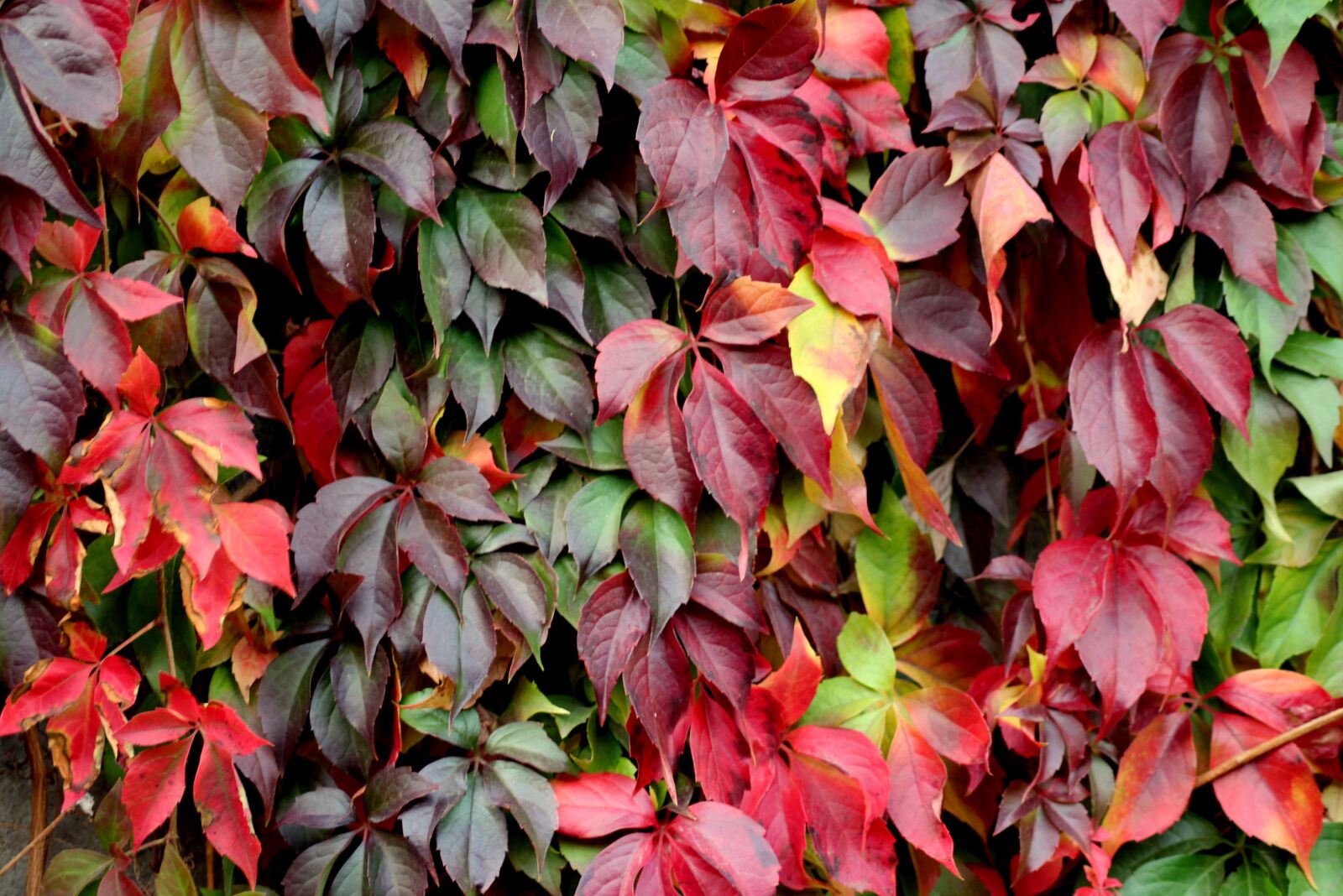 Canon EOS 1200D (EOS Rebel T5 / EOS Kiss X70 / EOS Hi) sample photo. Foliage, parthenocissus, creeper photography