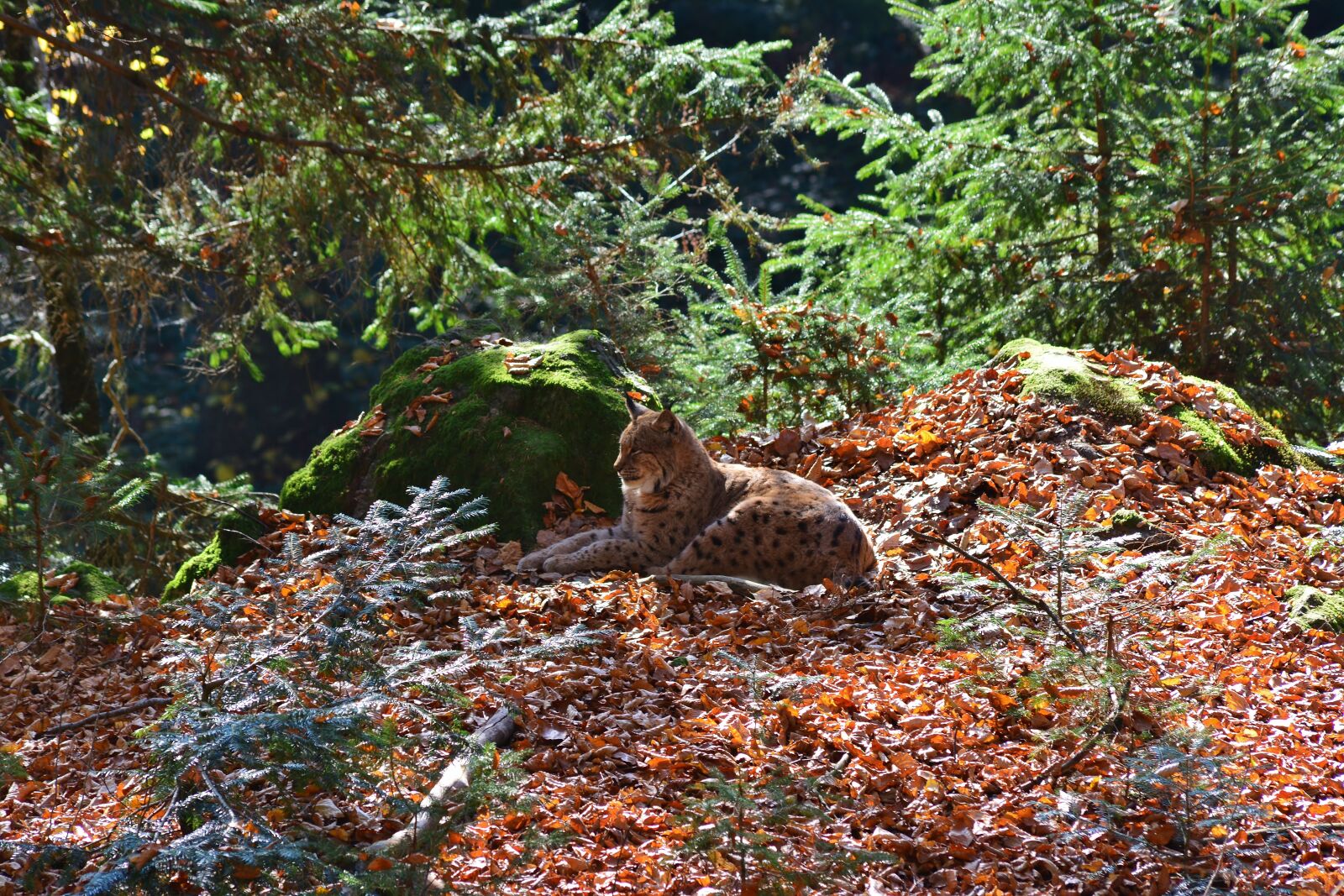 Nikon D5200 sample photo. Lynx, forest, wildcat photography
