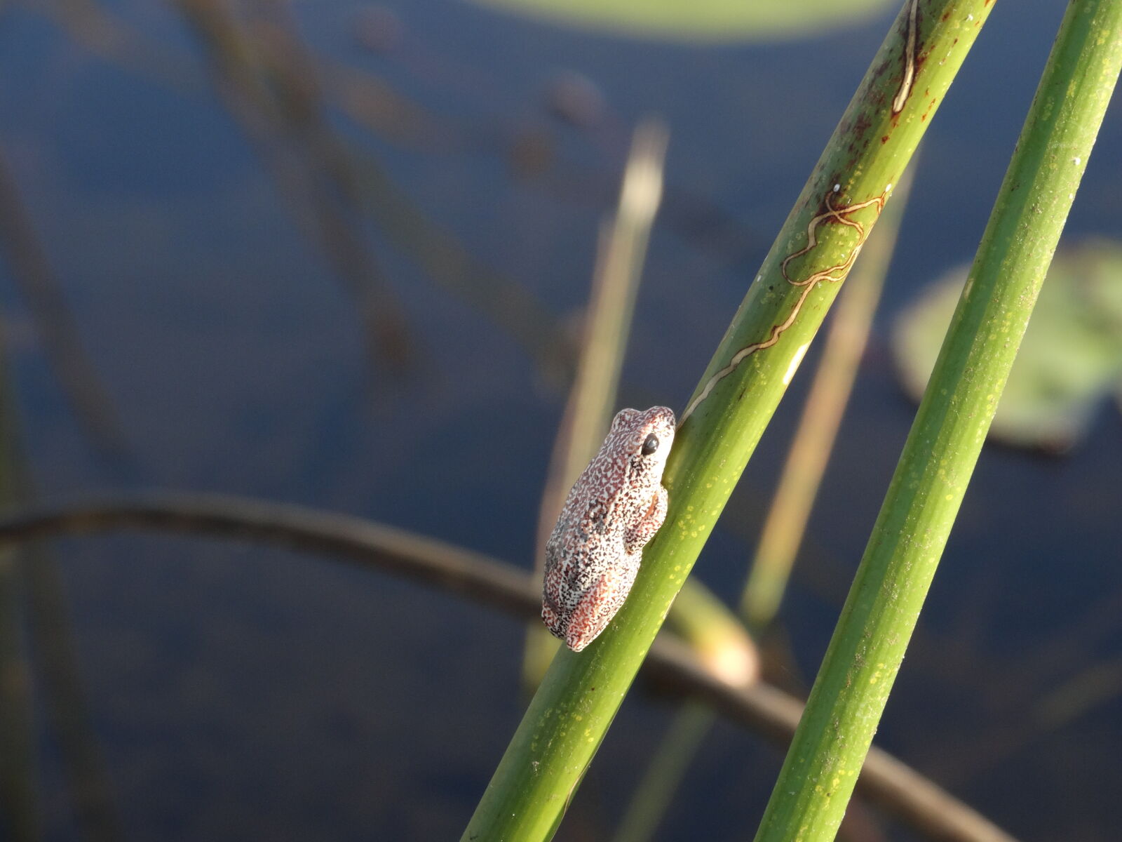 Sony Cyber-shot DSC-HX300 sample photo. Botswana, frogs, okawango, delta photography