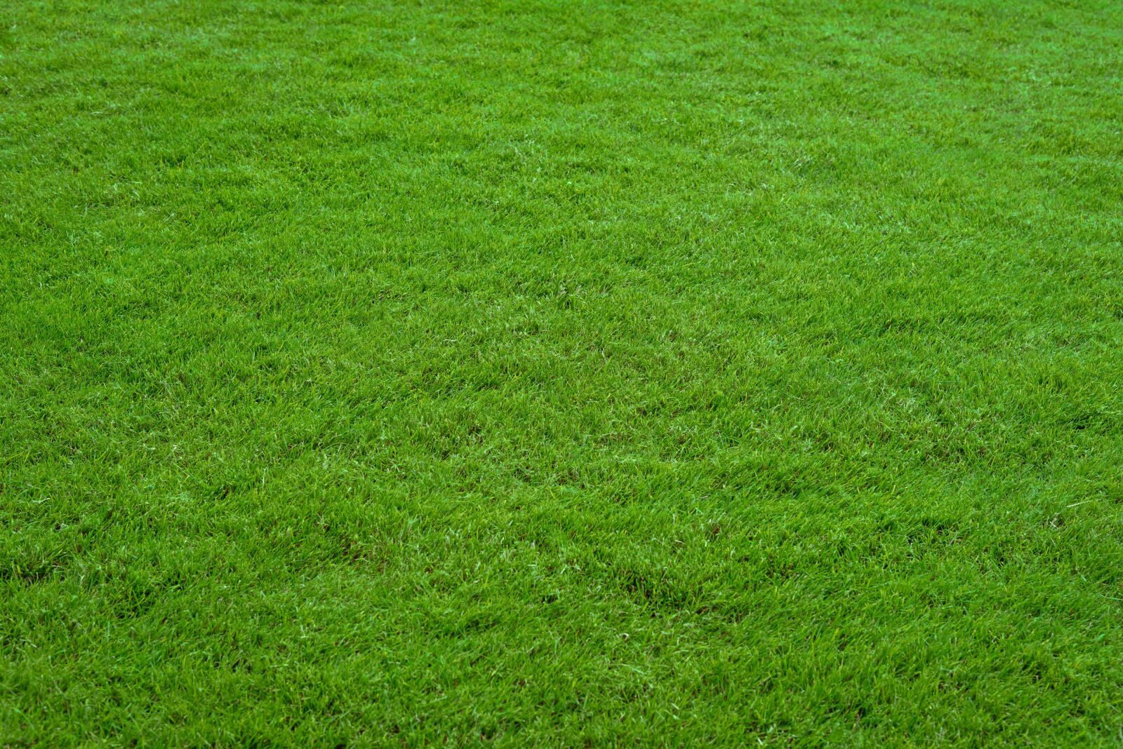 Nikon D750 sample photo. Lawn, grass, green grass photography