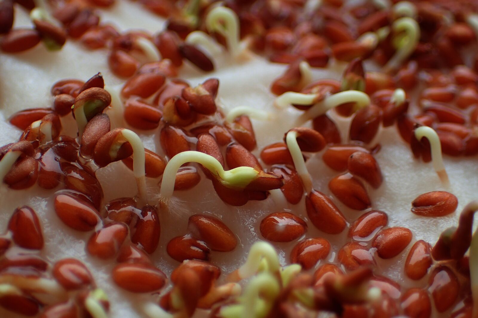 Olympus TG-3 sample photo. Food, healthy, cress photography