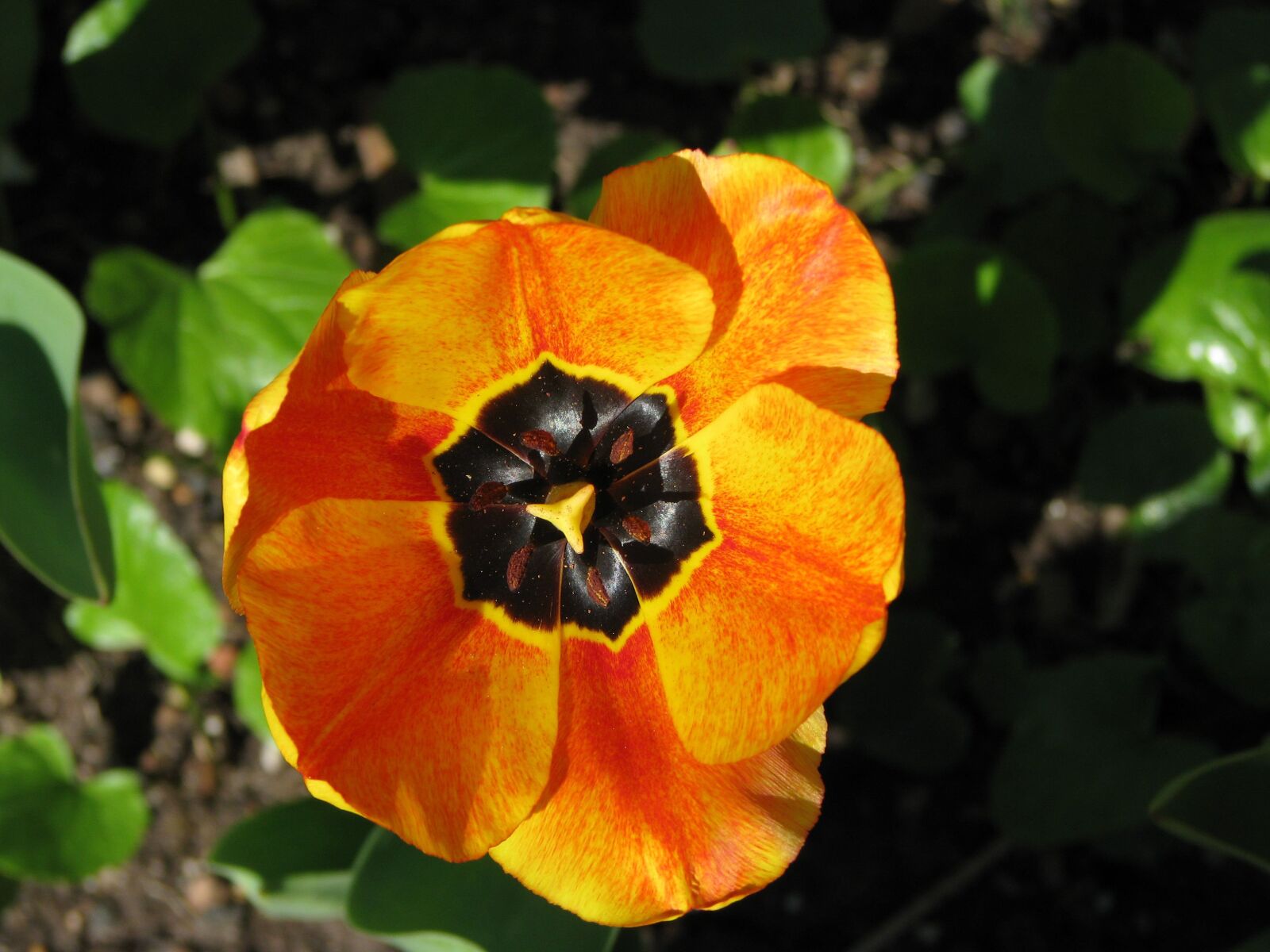 Canon POWERSHOT S5 IS sample photo. Tulip, flower, plant photography