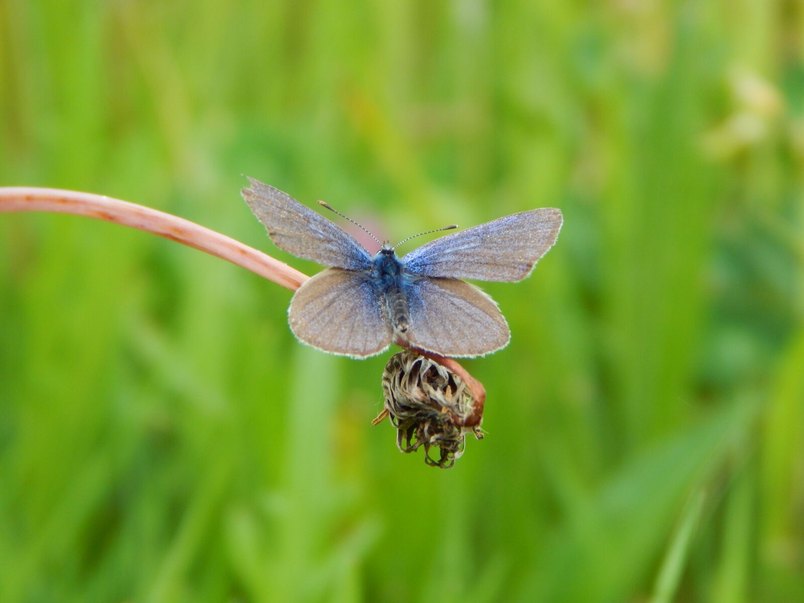 Nikon Coolpix L830 sample photo. Common blue, butterfly, butterflies photography