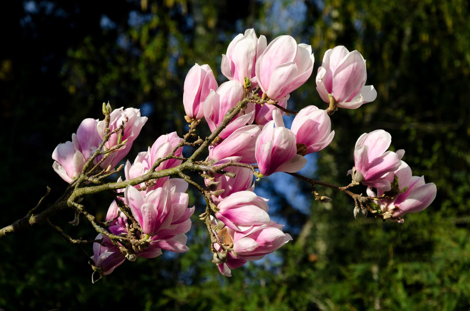 Nikon D5100 sample photo. Magnolia, flowers, white photography