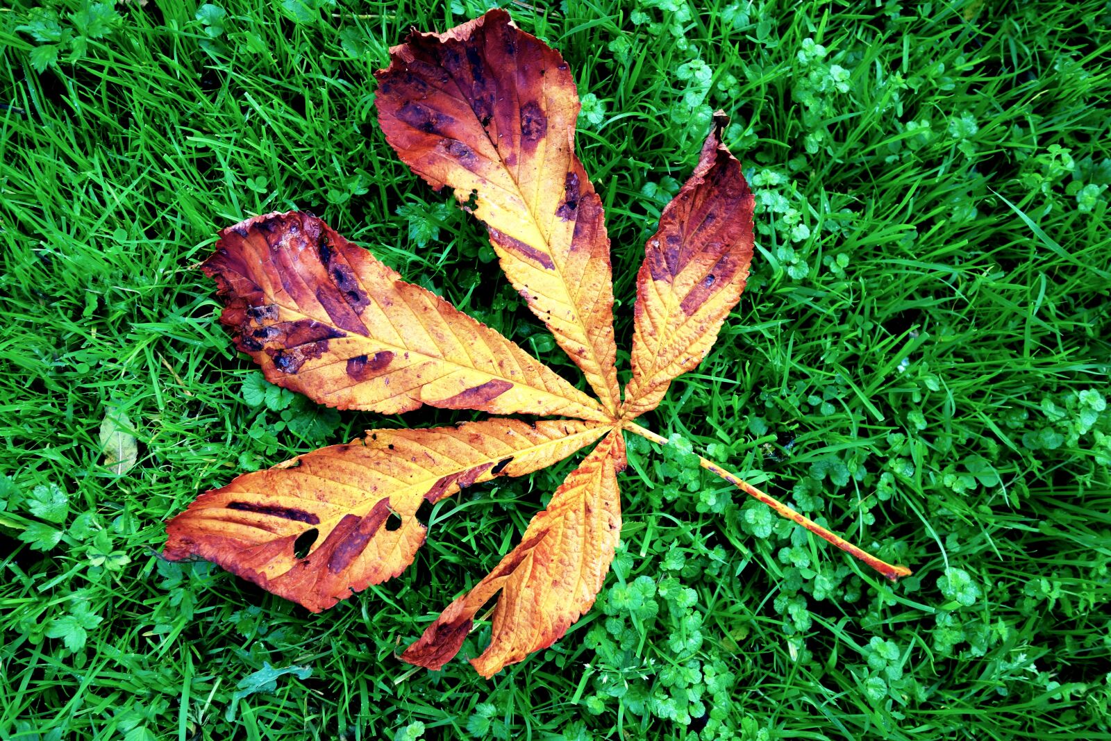 Sony Cyber-shot DSC-RX100 sample photo. Chestnut, leaf, chestnut leaf photography