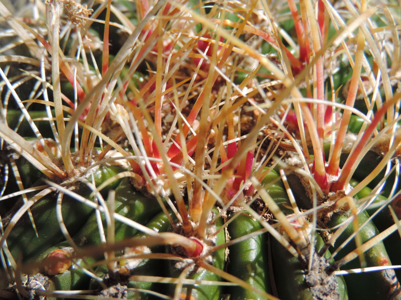 Nikon Coolpix P520 sample photo. Edge hog cactus, prickle photography