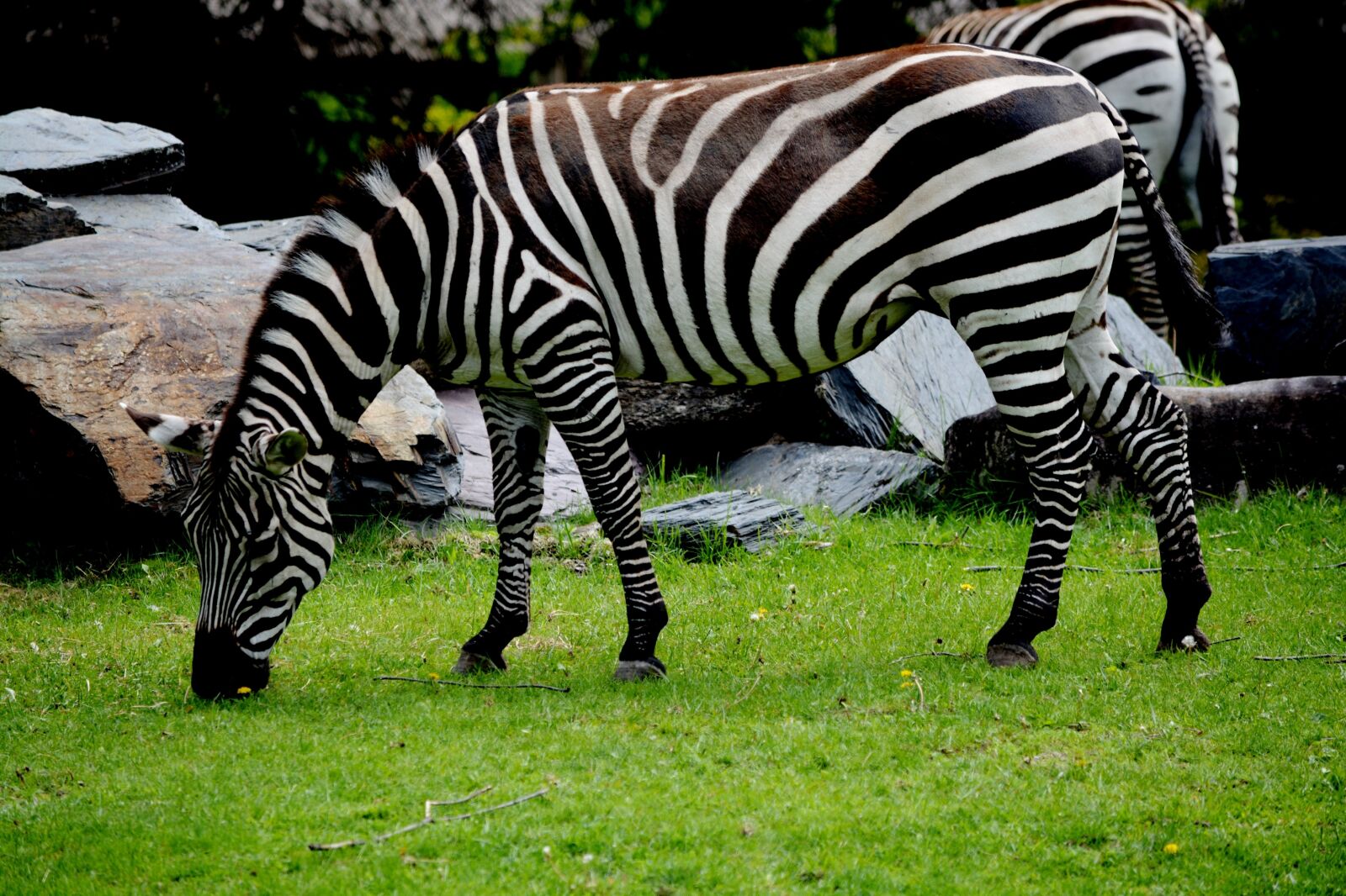 Nikon D7100 sample photo. Zebra, zoo, animal photography