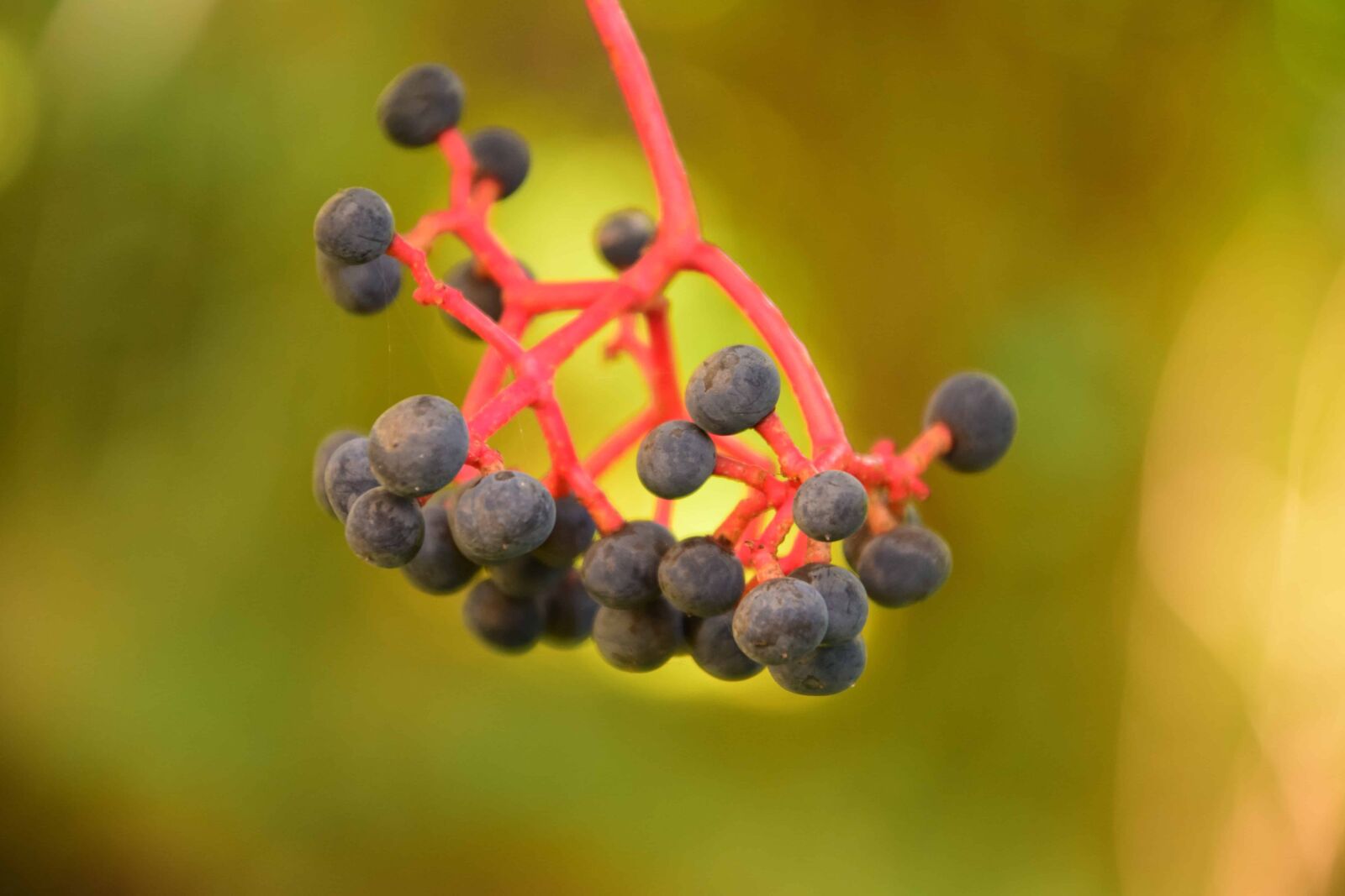 Nikon D3300 sample photo. Fruit, berry, autumn, flora photography