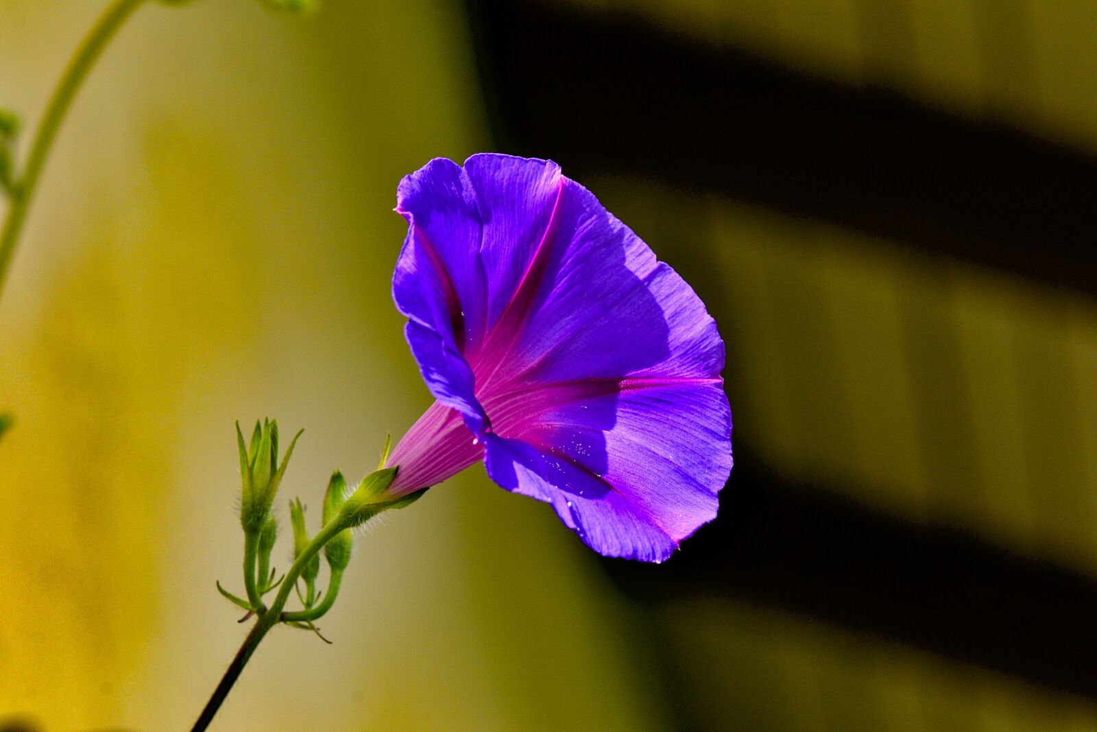 Nikon D3100 sample photo. Funnel thread, wind greenhouse photography