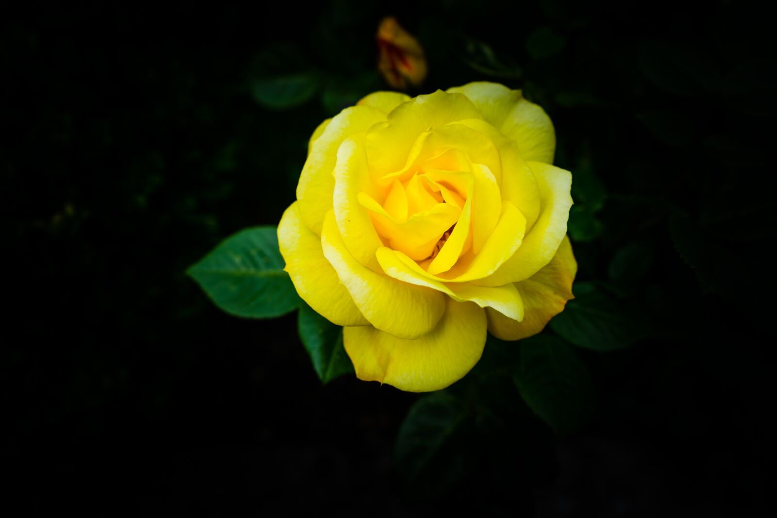 Sony a7 II + Sony FE 28-70mm F3.5-5.6 OSS sample photo. Rose, blossom, bloom photography