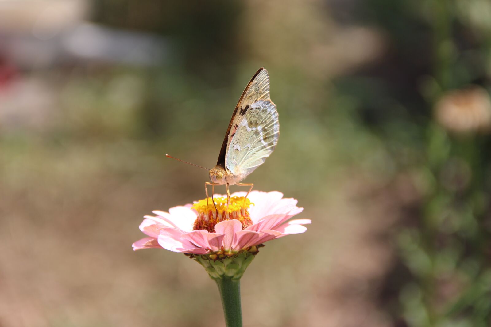 Canon EOS 650D (EOS Rebel T4i / EOS Kiss X6i) sample photo. Flower, insect, butterfly photography