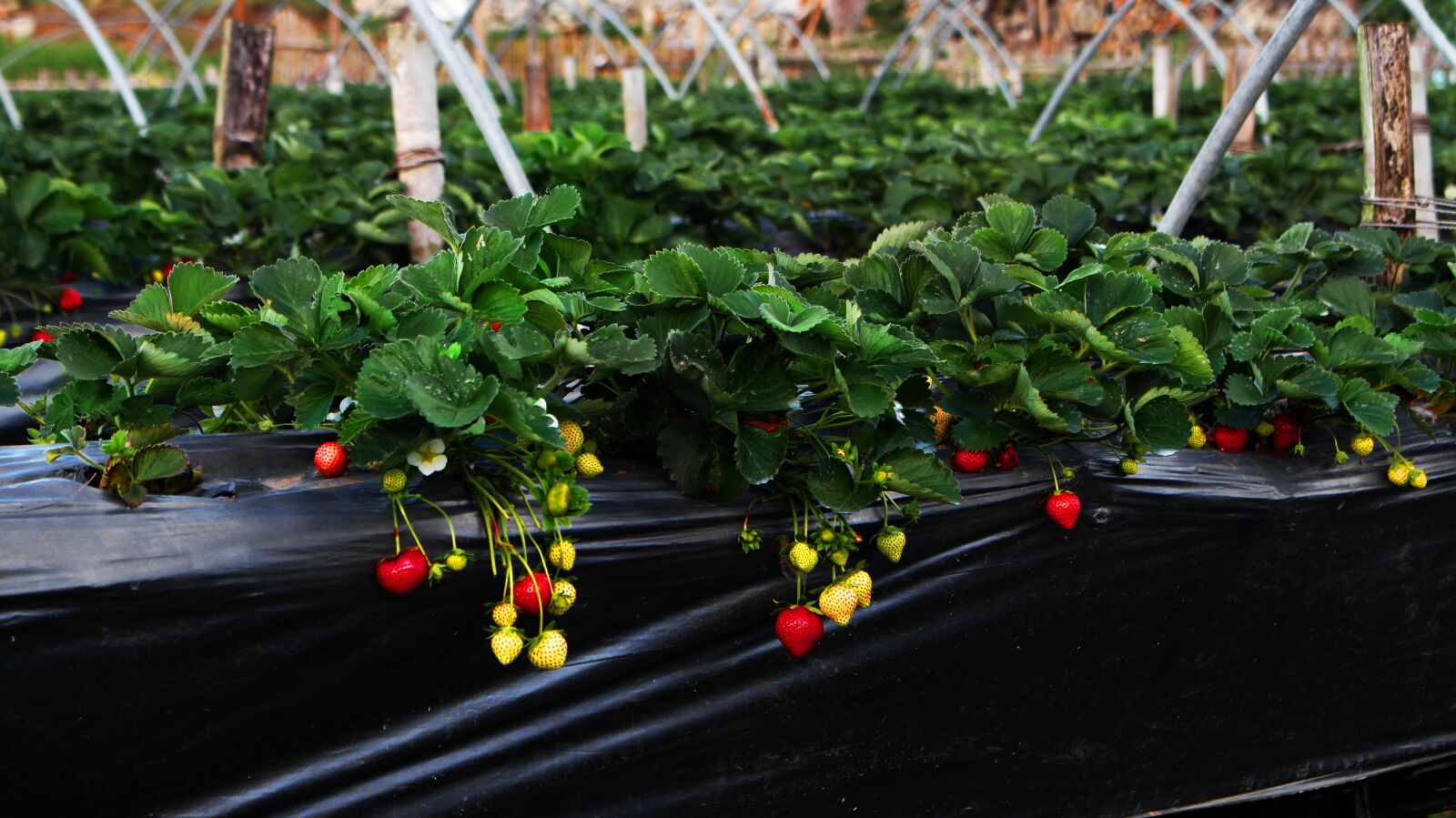 Canon EOS 700D (EOS Rebel T5i / EOS Kiss X7i) sample photo. Strawberry, farm, garden photography