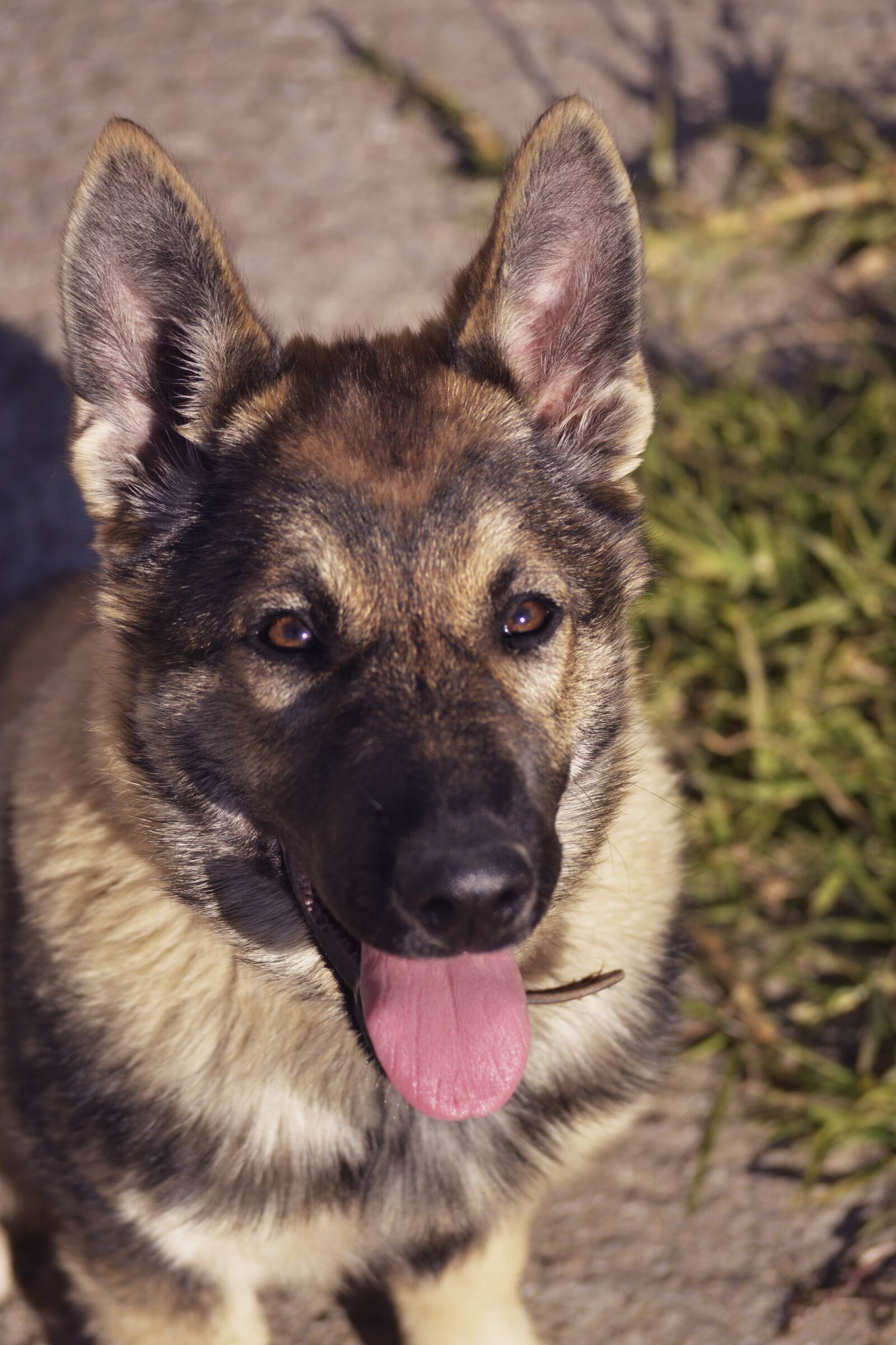 Nikon D3100 sample photo. Dog looking at you photography