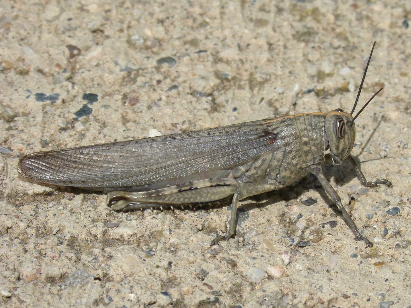 Panasonic DMC-FZ62 sample photo. Grasshopper, detail, lobster photography