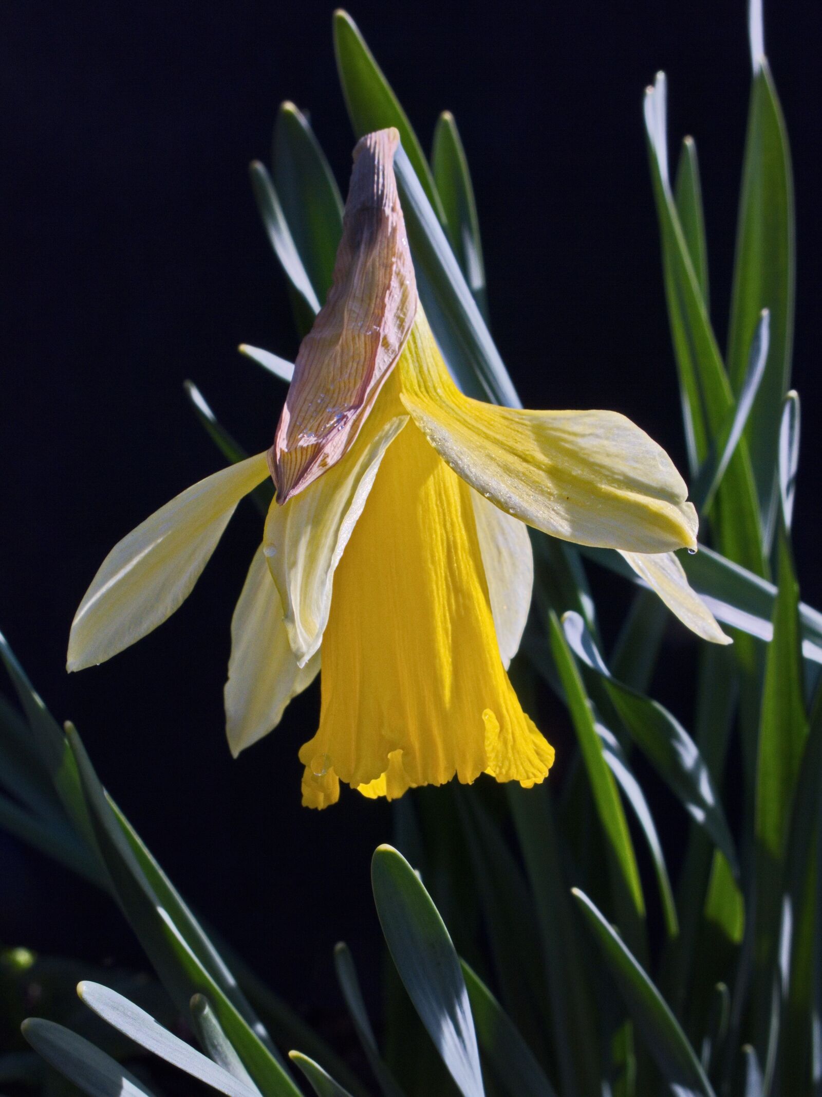 Canon PowerShot G15 sample photo. Narcissus, nature, plant photography