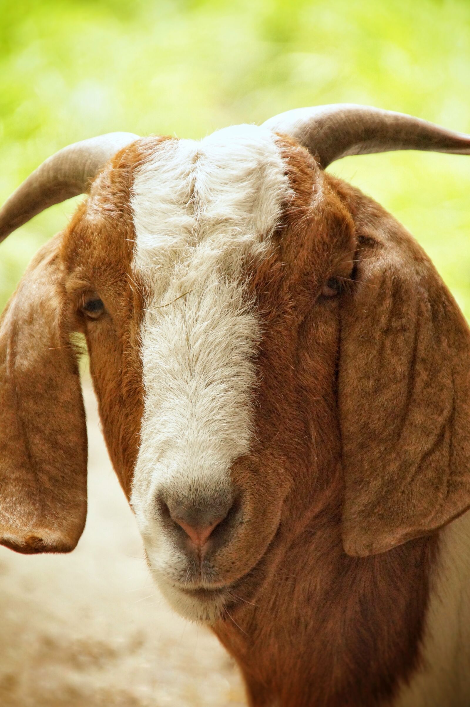 Sony SLT-A58 sample photo. Goat, portrait, animal photography