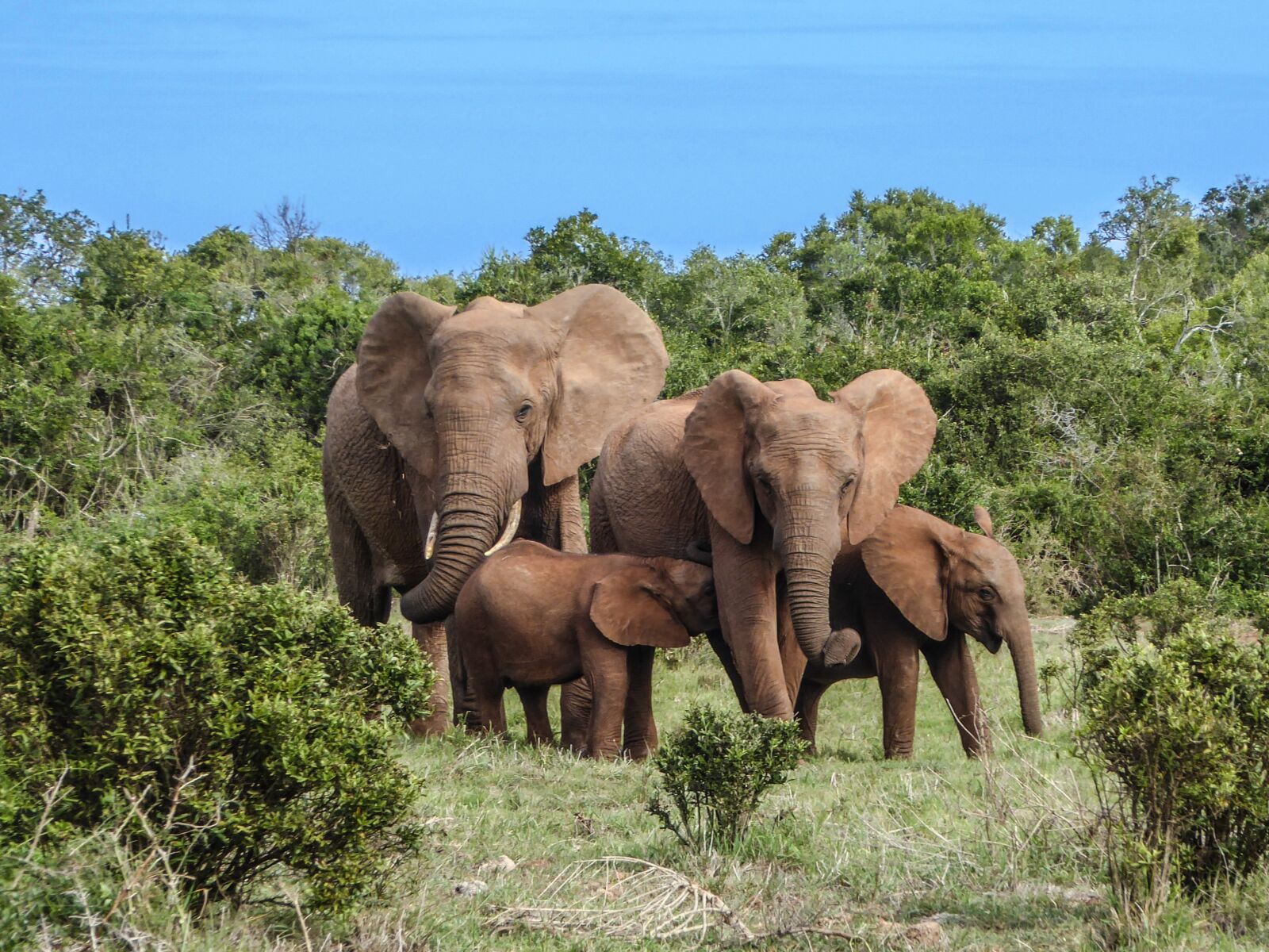 Panasonic DMC-TZ71 sample photo. Elephant family, elephant, safari photography