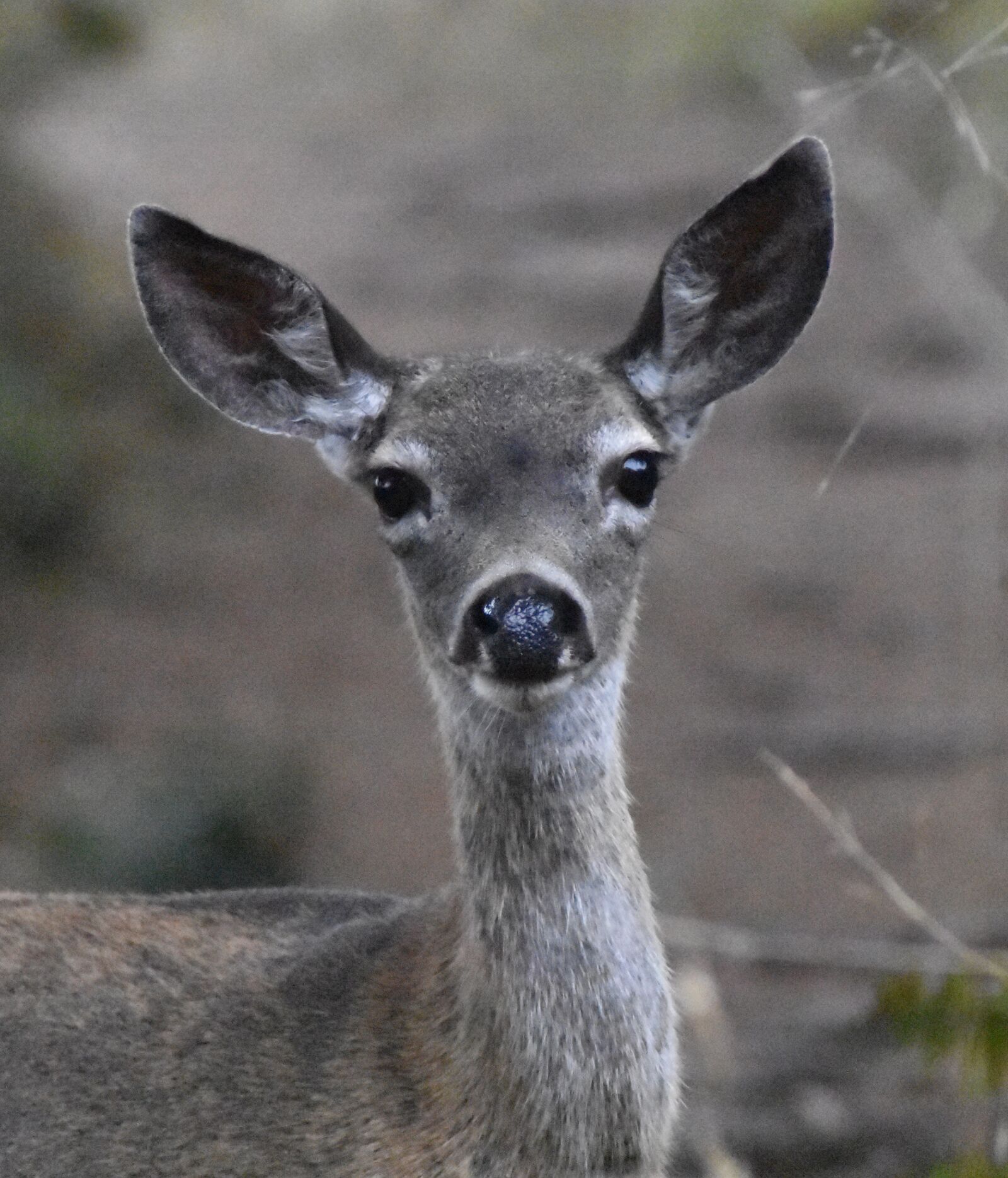 Nikon D3400 sample photo. Deer, animal, wildlife photography