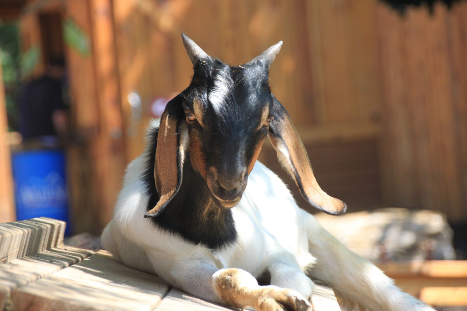 Canon EOS 500D (EOS Rebel T1i / EOS Kiss X3) sample photo. Goat, animal, livestock photography