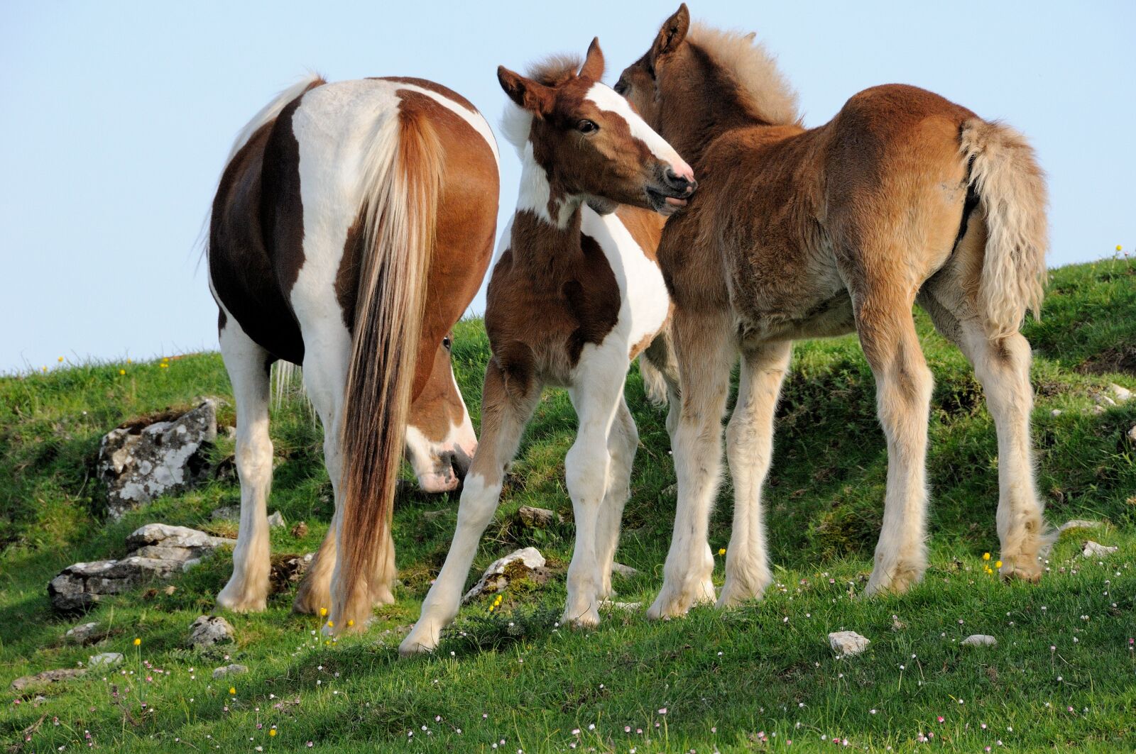 Nikon D300 sample photo. Nature, animals, horses photography