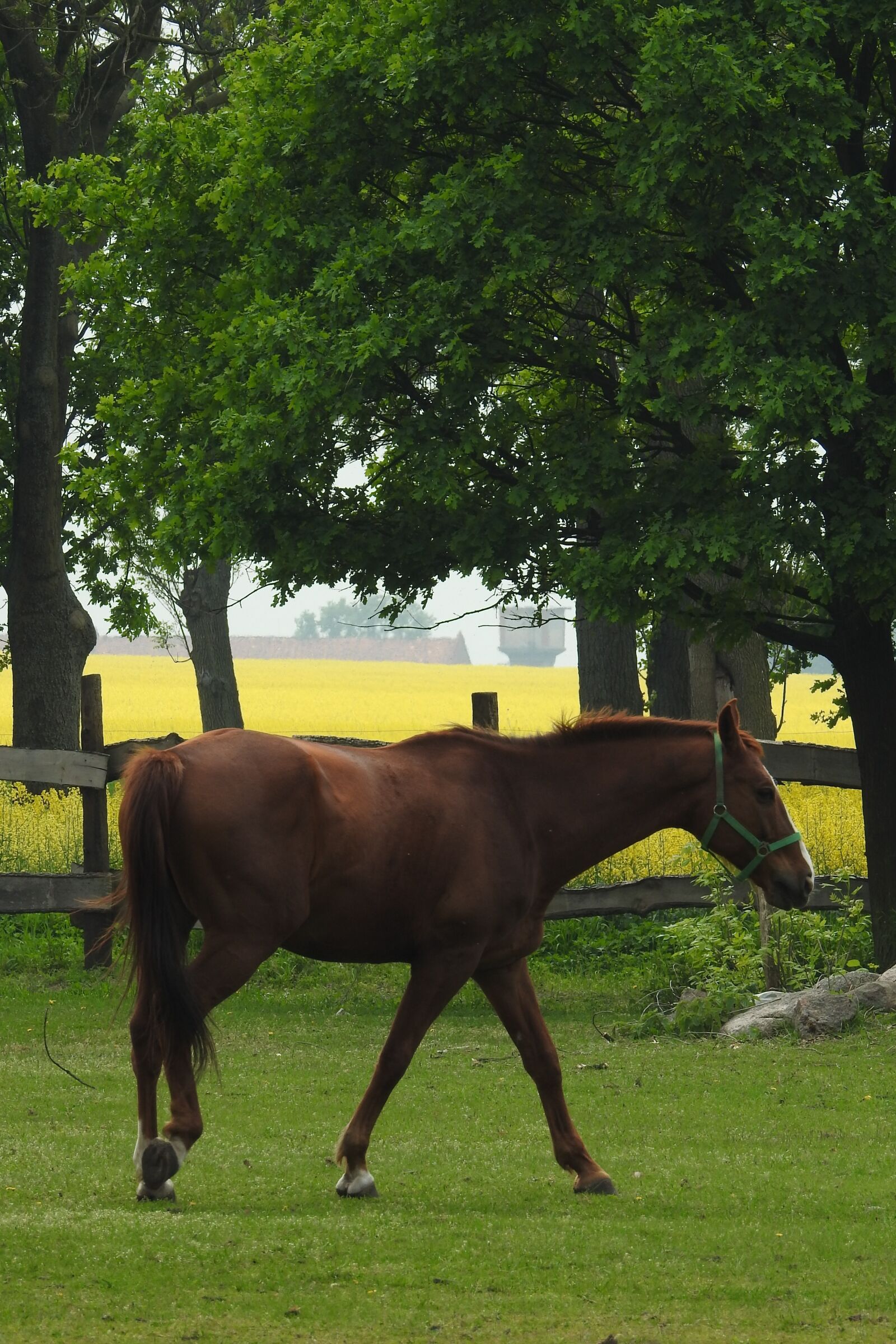 Nikon Coolpix P900 sample photo. Mammals, lawn, the horse photography
