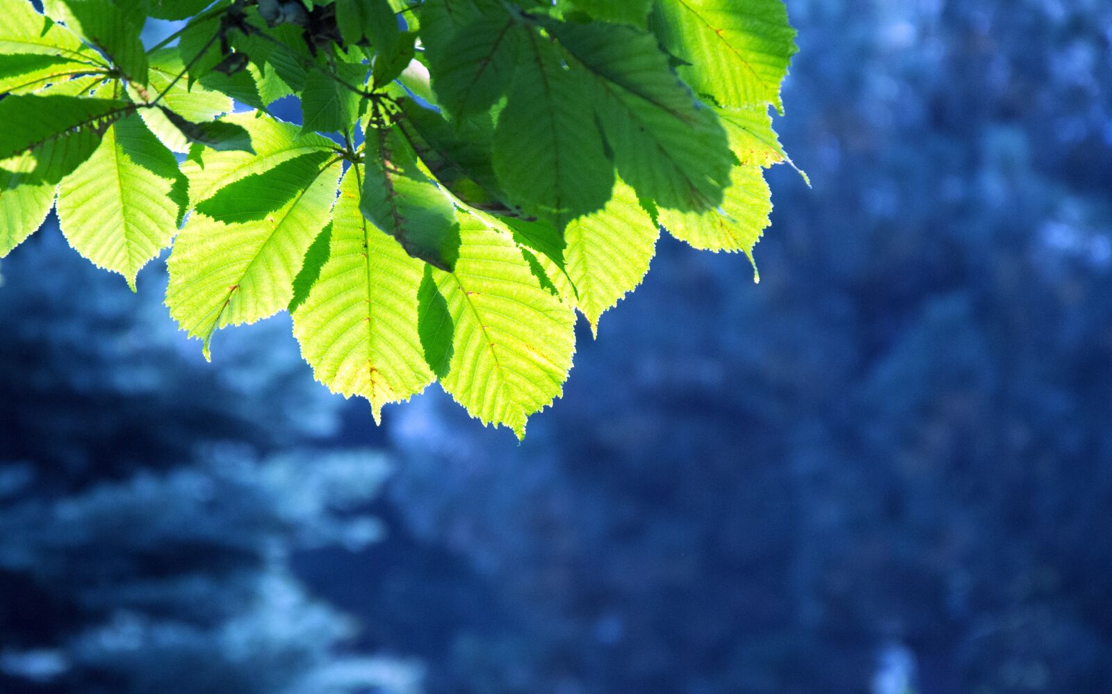 Nikon D3100 sample photo. зеленые листья, лучи солнца, голубые ели photography