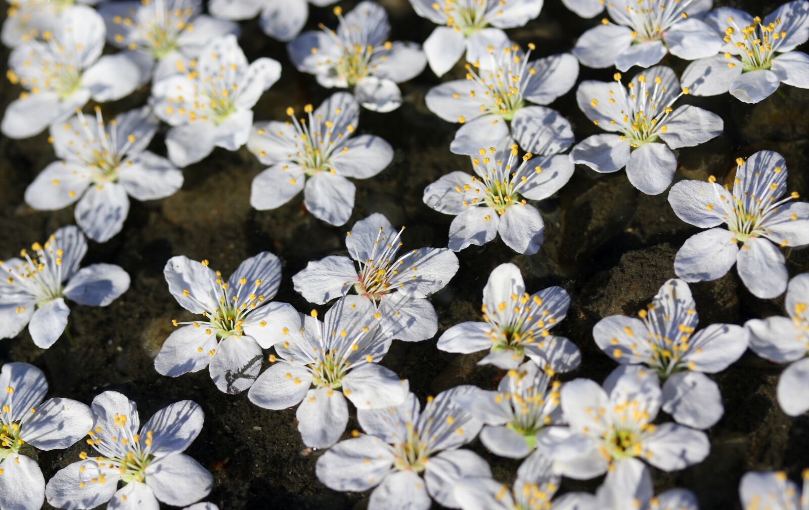 Canon EF-S 60mm F2.8 Macro USM sample photo. Flowers, white, waterline photography