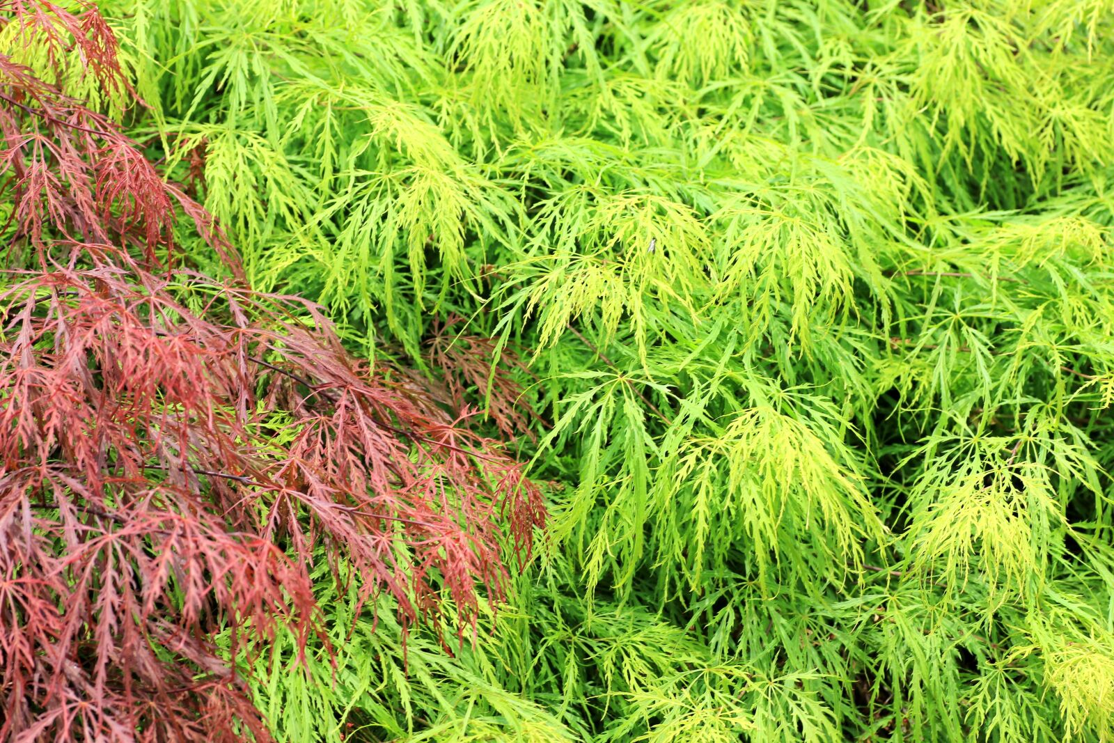 Canon EOS 550D (EOS Rebel T2i / EOS Kiss X4) sample photo. Plant, tree, leaves photography