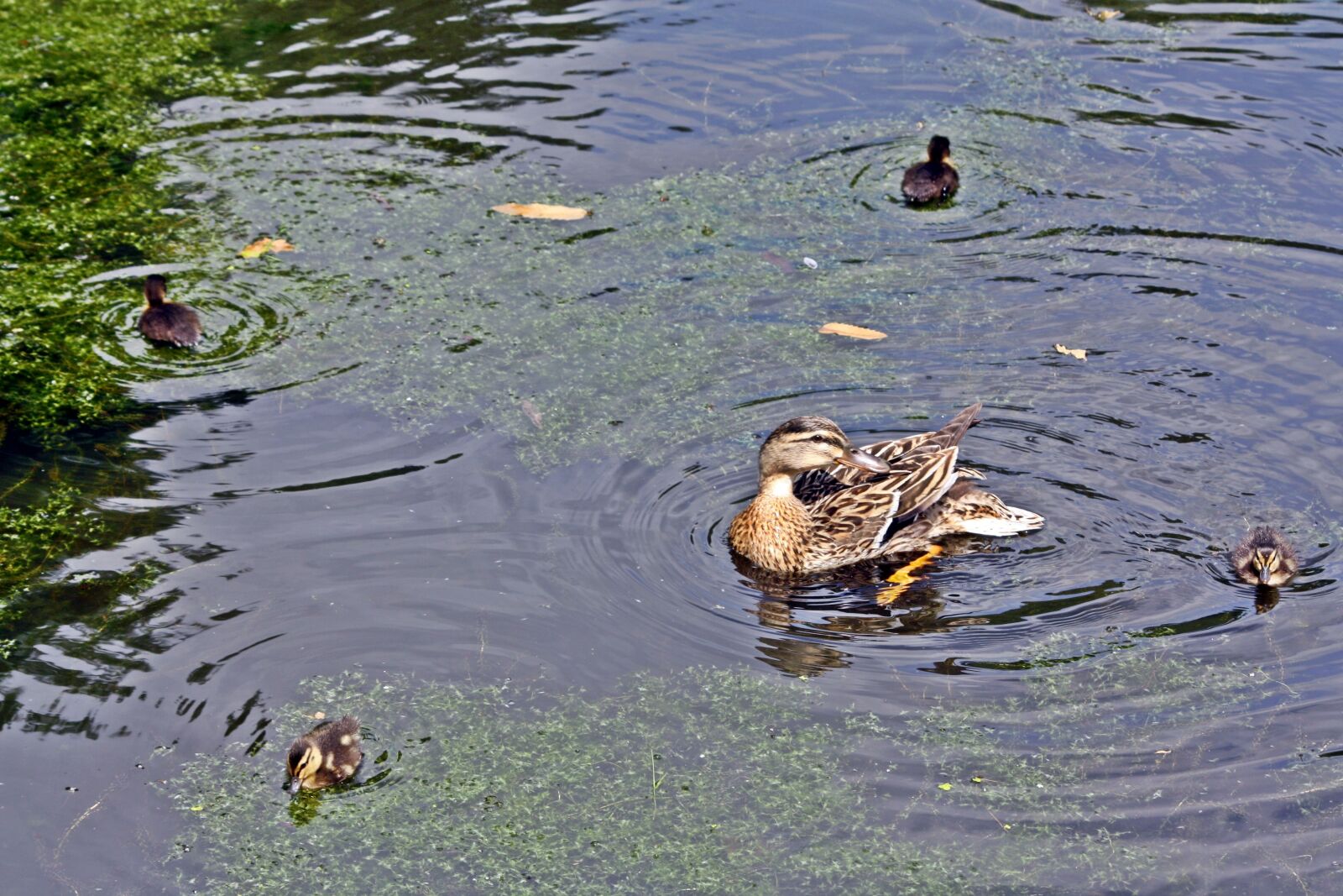Canon EOS 1000D (EOS Digital Rebel XS / EOS Kiss F) sample photo. Duck family, quartet, square photography
