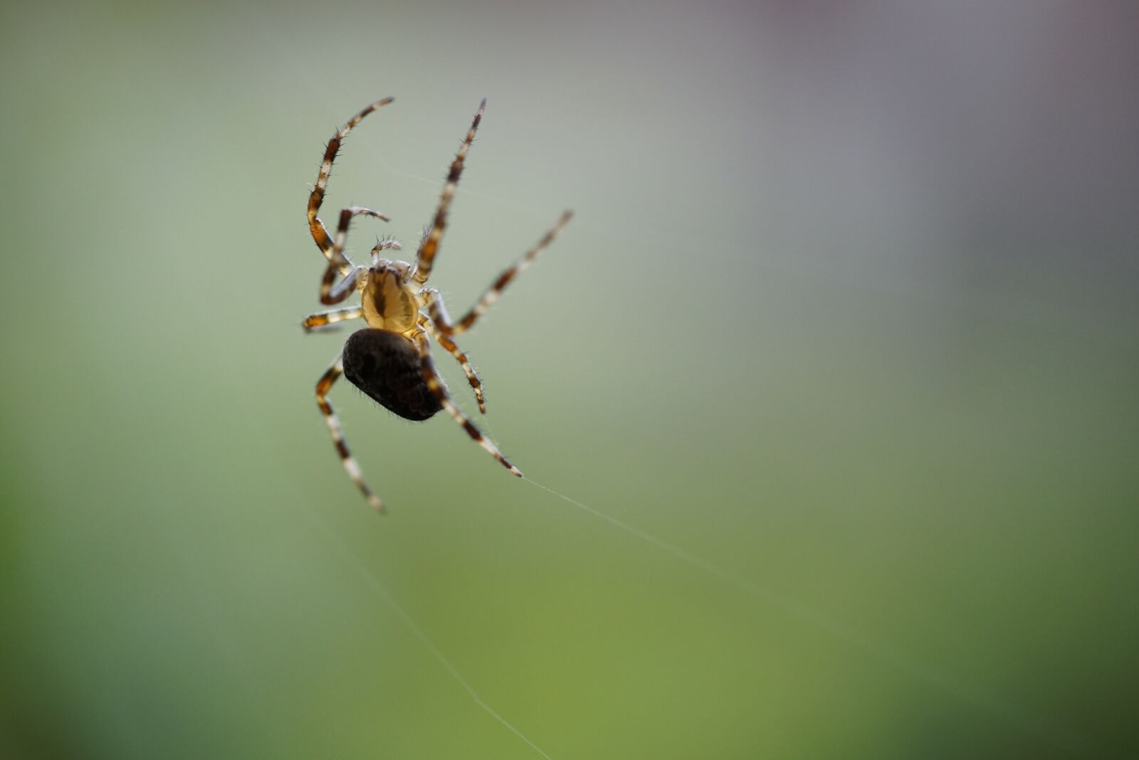 Sony a6000 sample photo. Spin, garden spider, macro photography