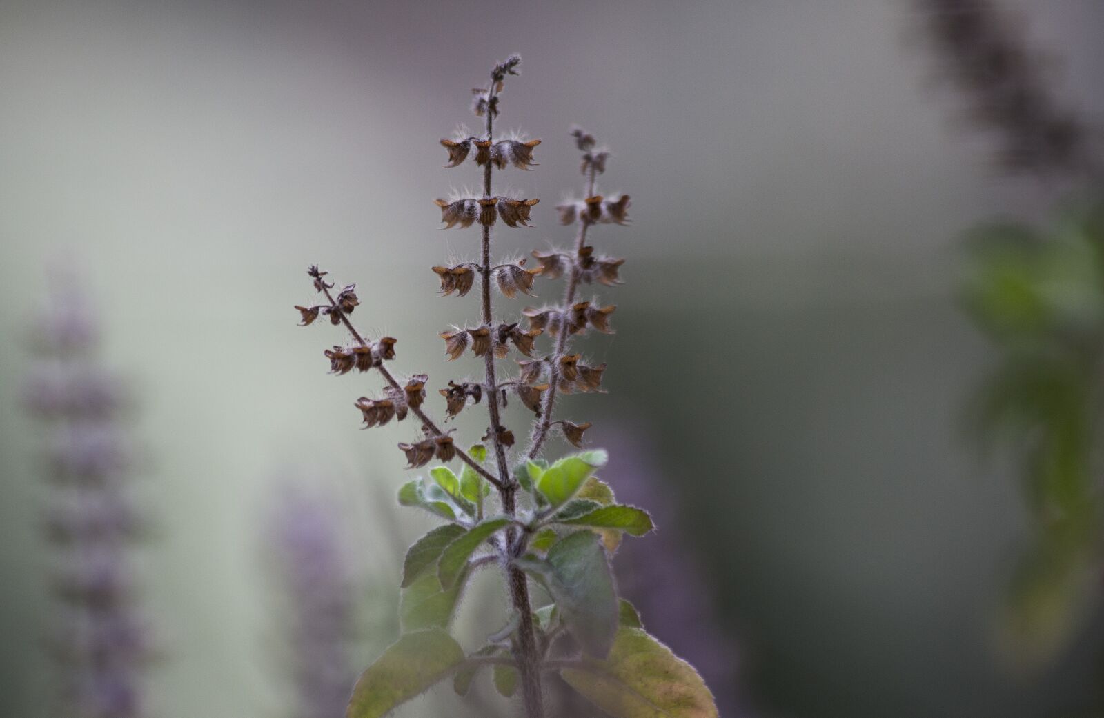 Canon EOS 5D Mark II + Canon EF 70-300mm F4-5.6 IS USM sample photo. Tulasi, plant, herb photography