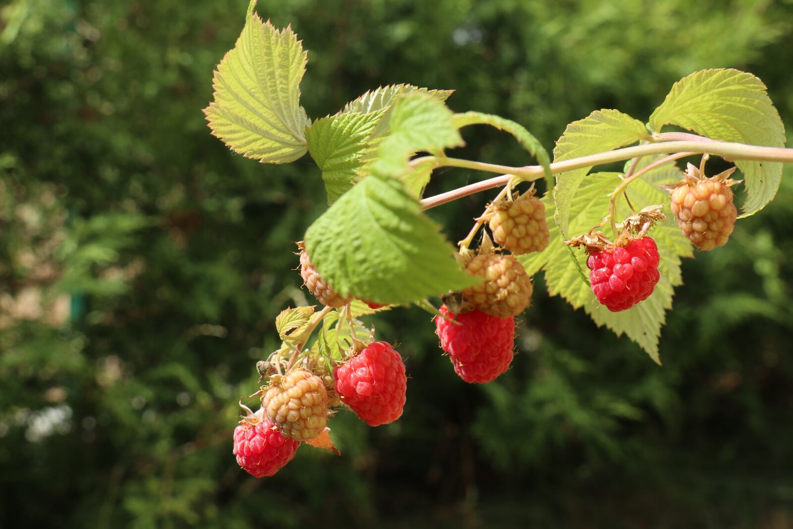 Canon EOS M6 sample photo. Summer, garden, plant photography