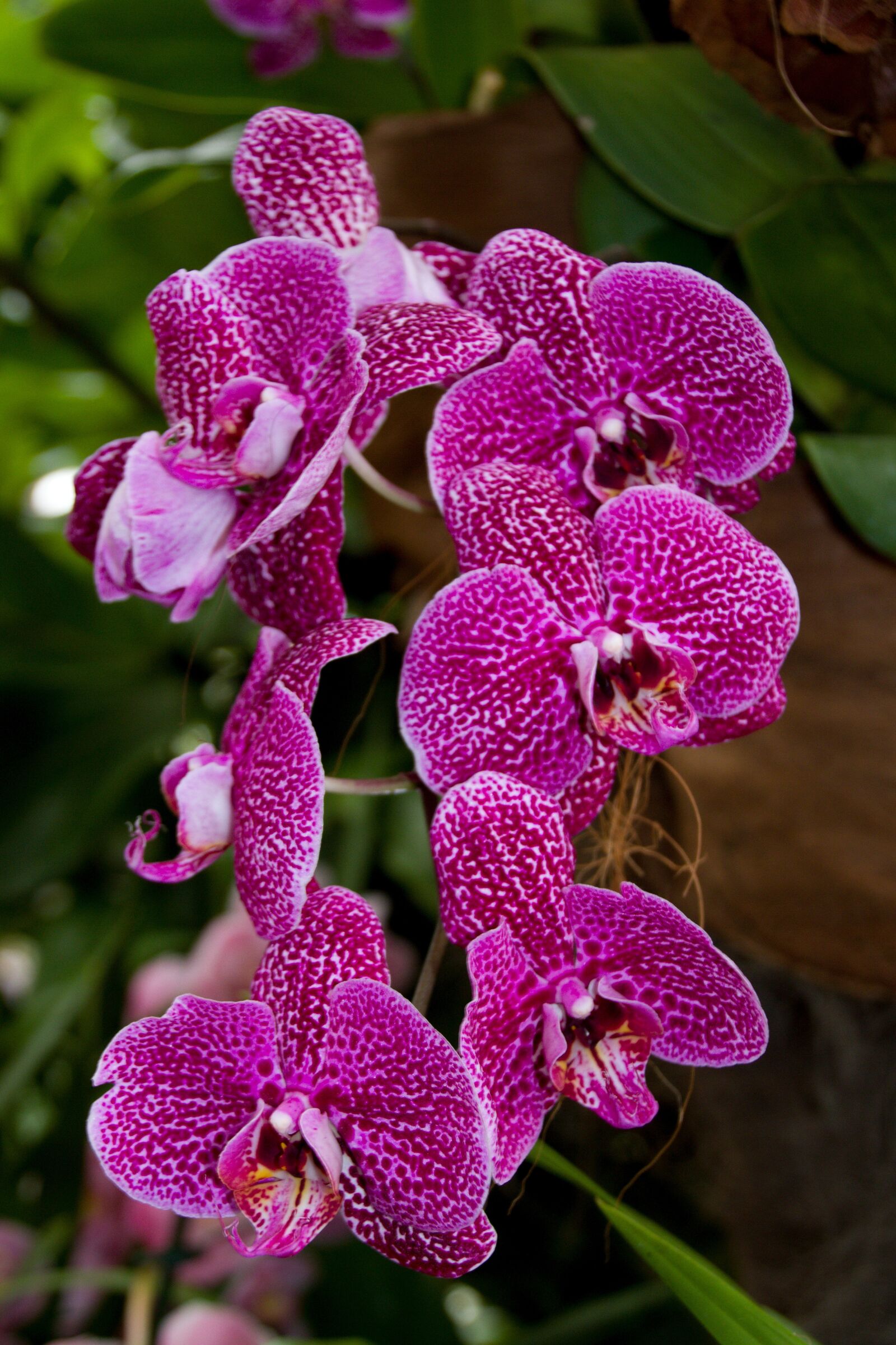 Canon EOS 7D sample photo. Nature, plant, flower photography