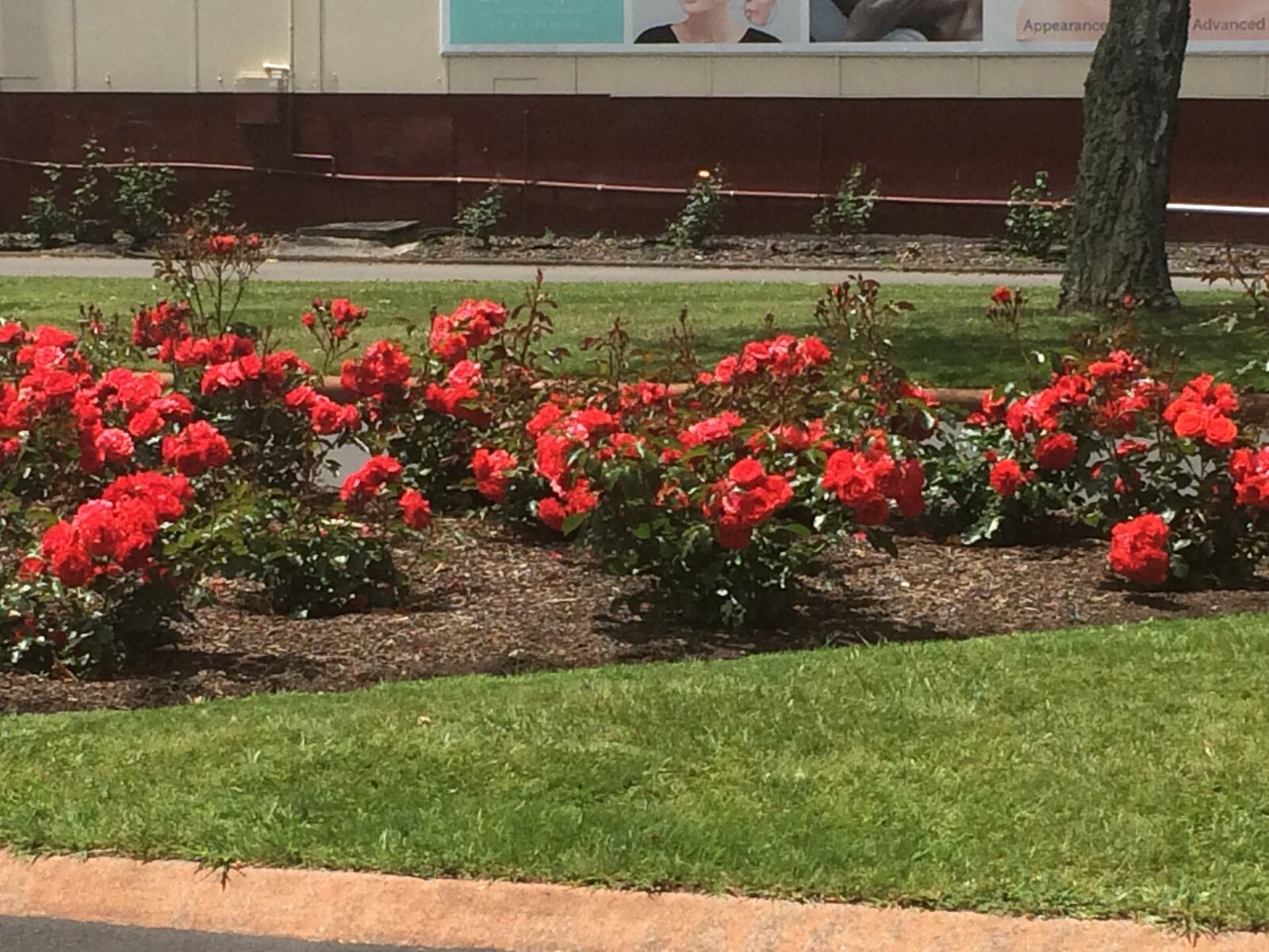 iPhone 5s back camera 4.15mm f/2.2 sample photo. Rotorua, flowers, street view photography