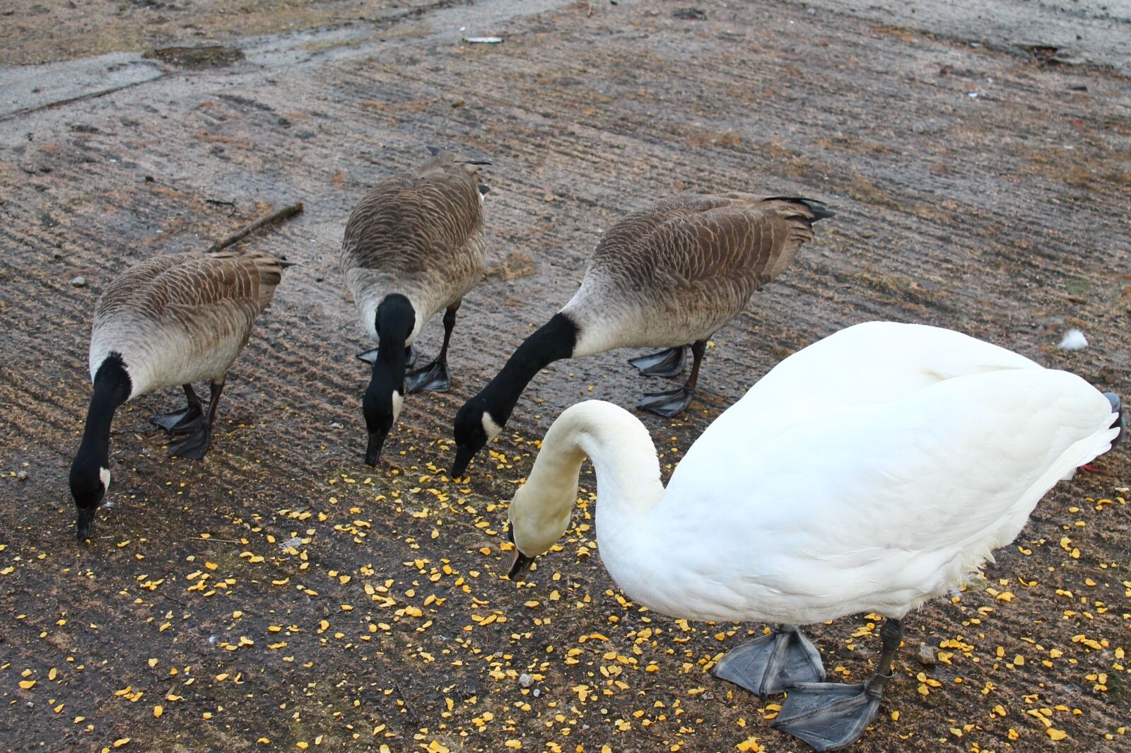 Canon EOS 1100D (EOS Rebel T3 / EOS Kiss X50) sample photo. Birds, animals, park photography