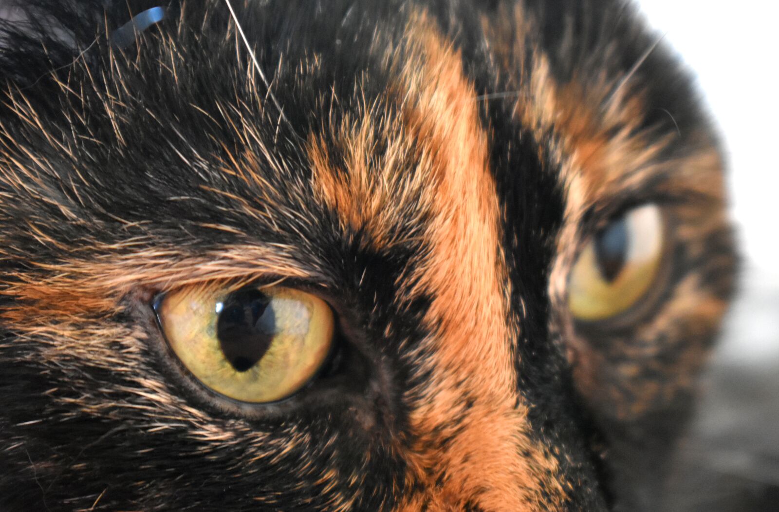 Nikon D5600 sample photo. Cat, look, feline photography